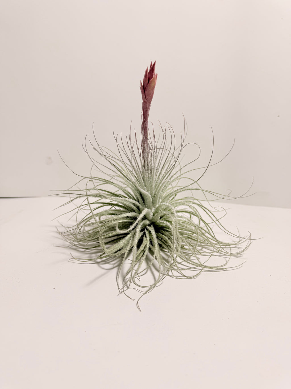 Tillandsia  Tectorum