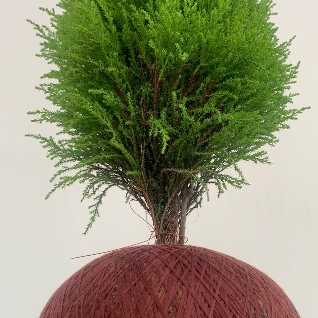 Lemon pine kokedamas