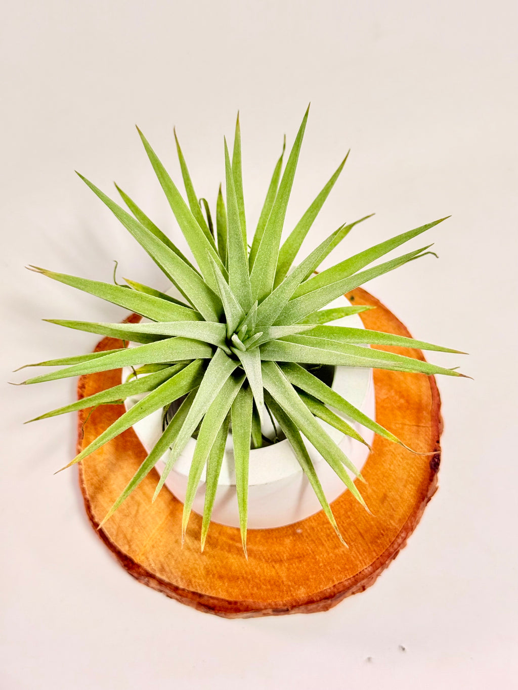 Tillandsia  Palgiotropica