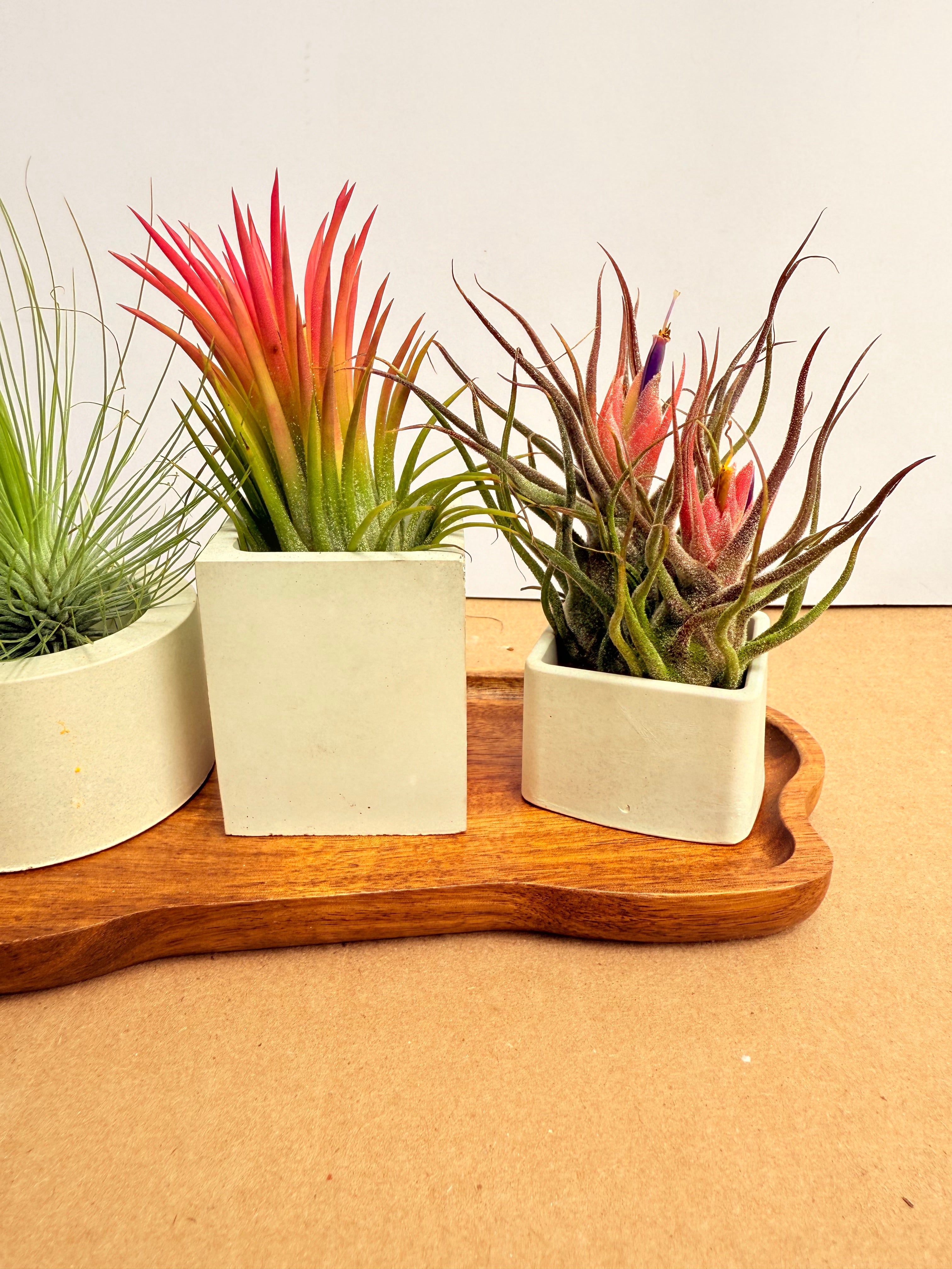 Kit Till. Mini 4x4 + materas + madera