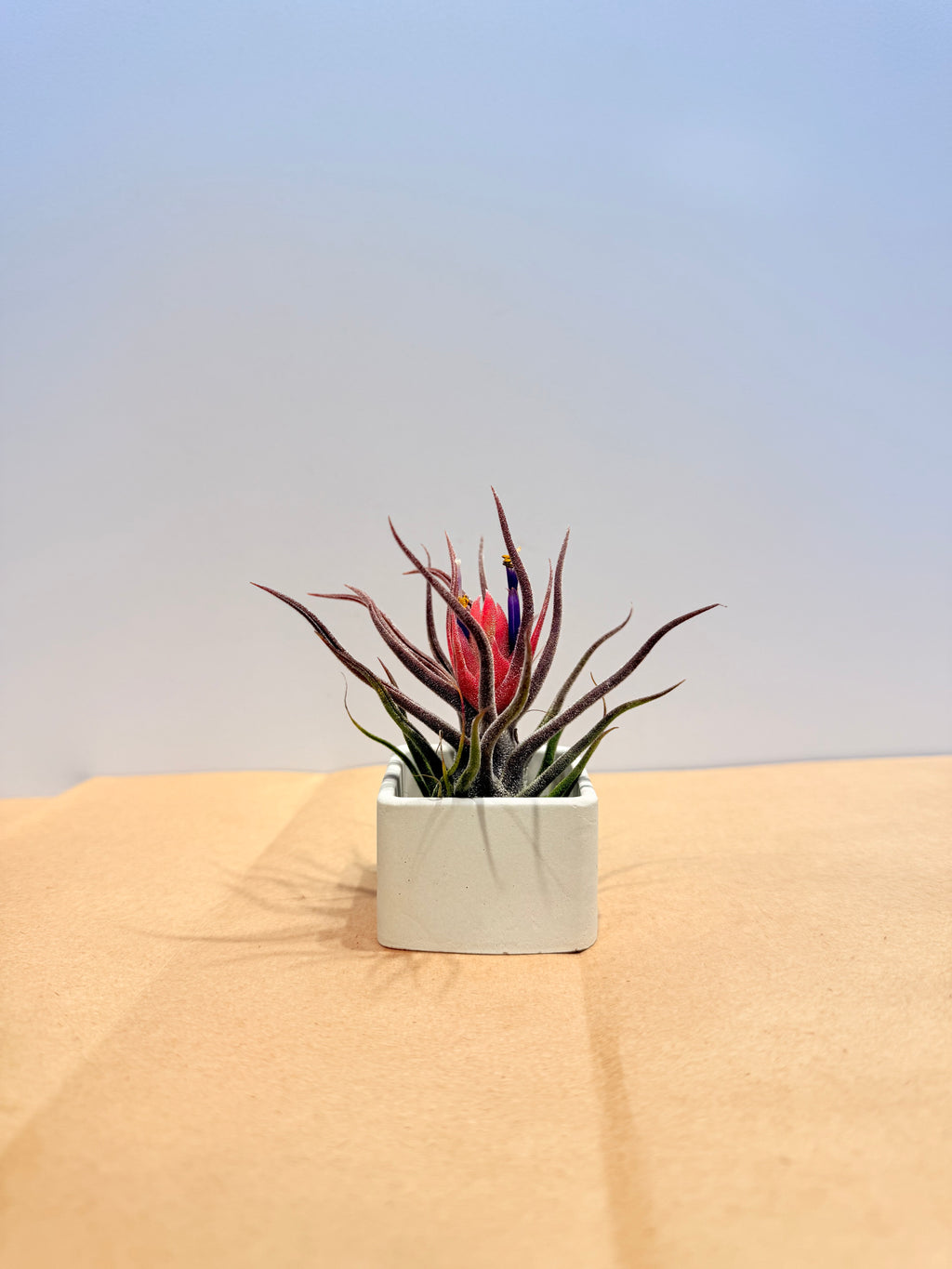 Till. Guatemala red mini + matera