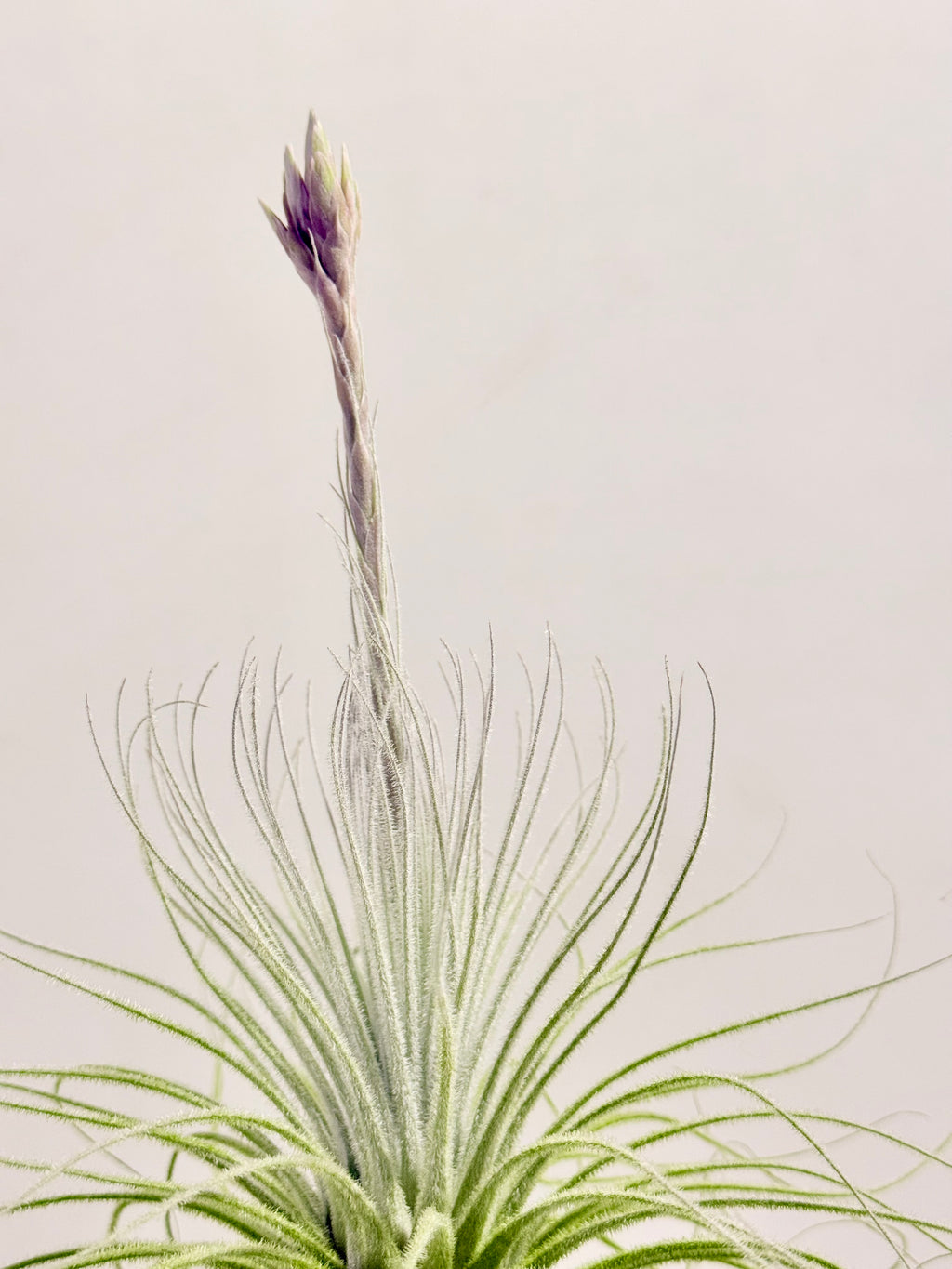 Kit Tillandsia tectorum M + fertilizante