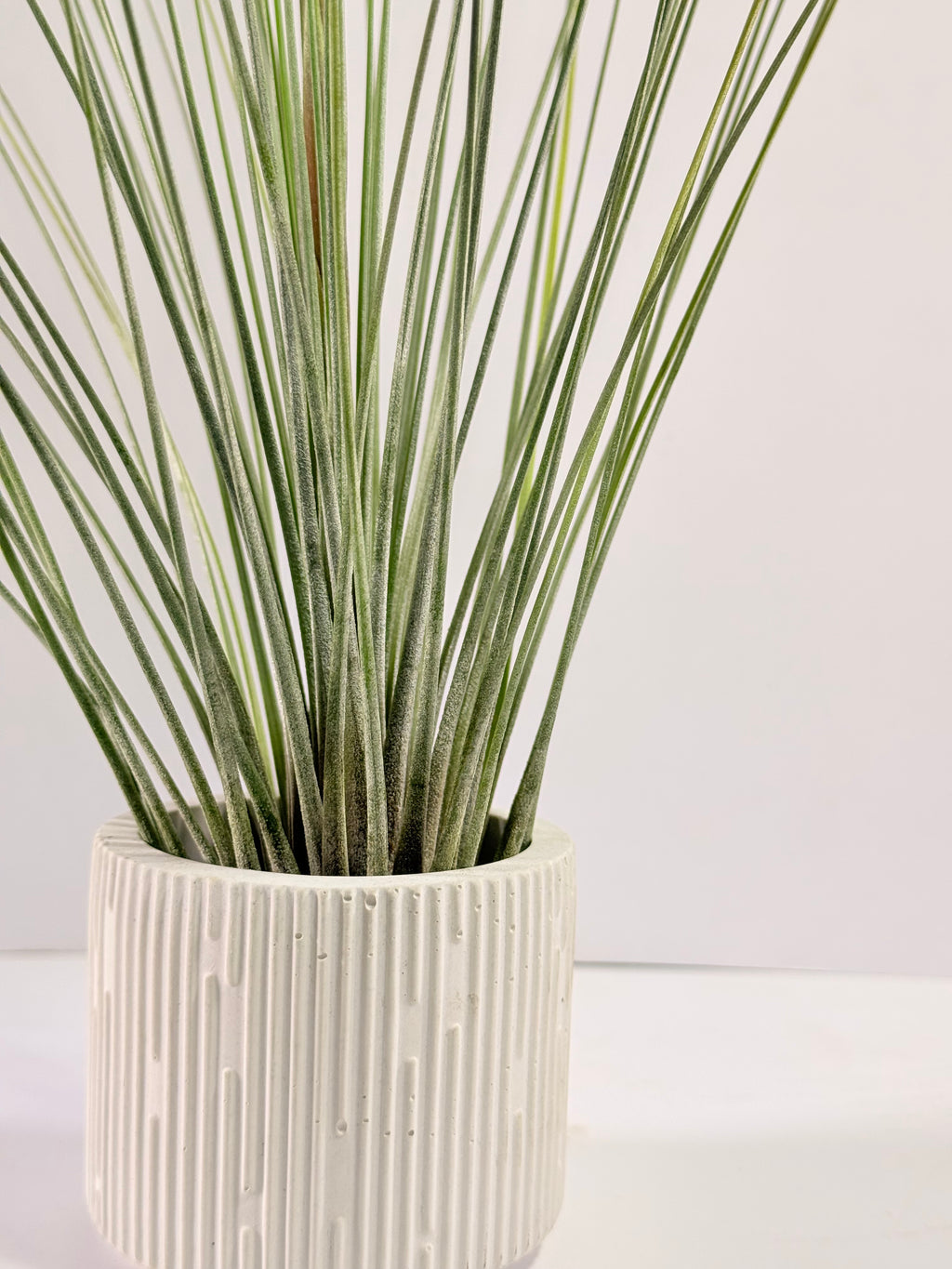 Tillandsia  Juncea + matera