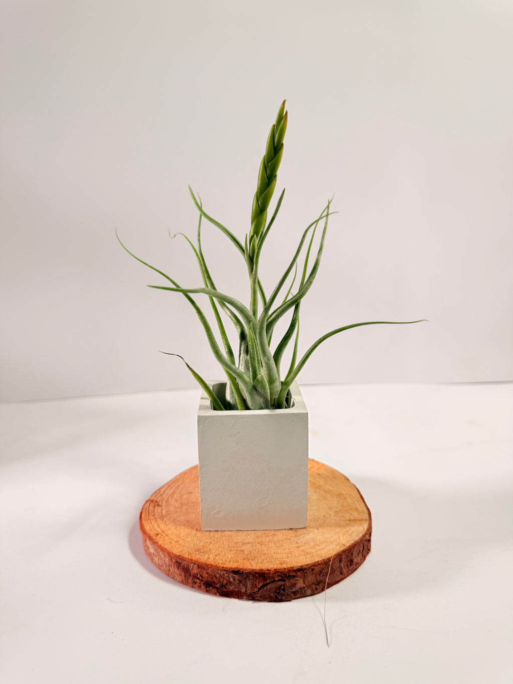 Tillandsia Caput medusae