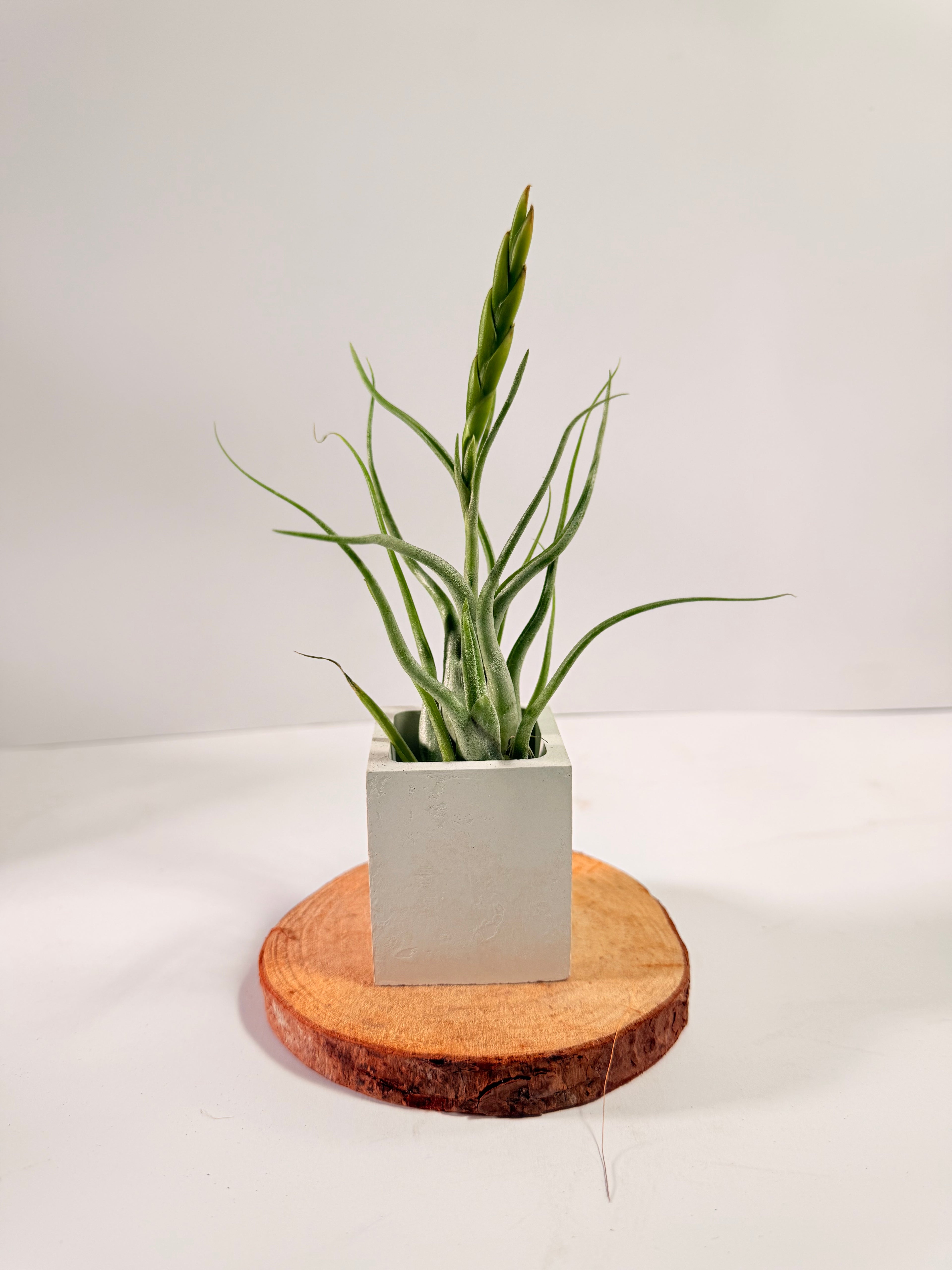 Tillandsia Caput medusae