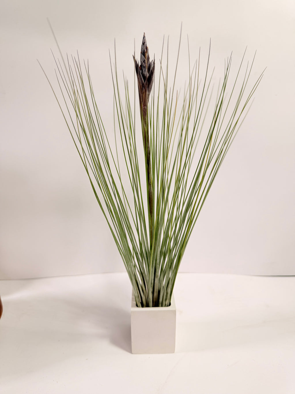 Tillandsia  Juncea + matera