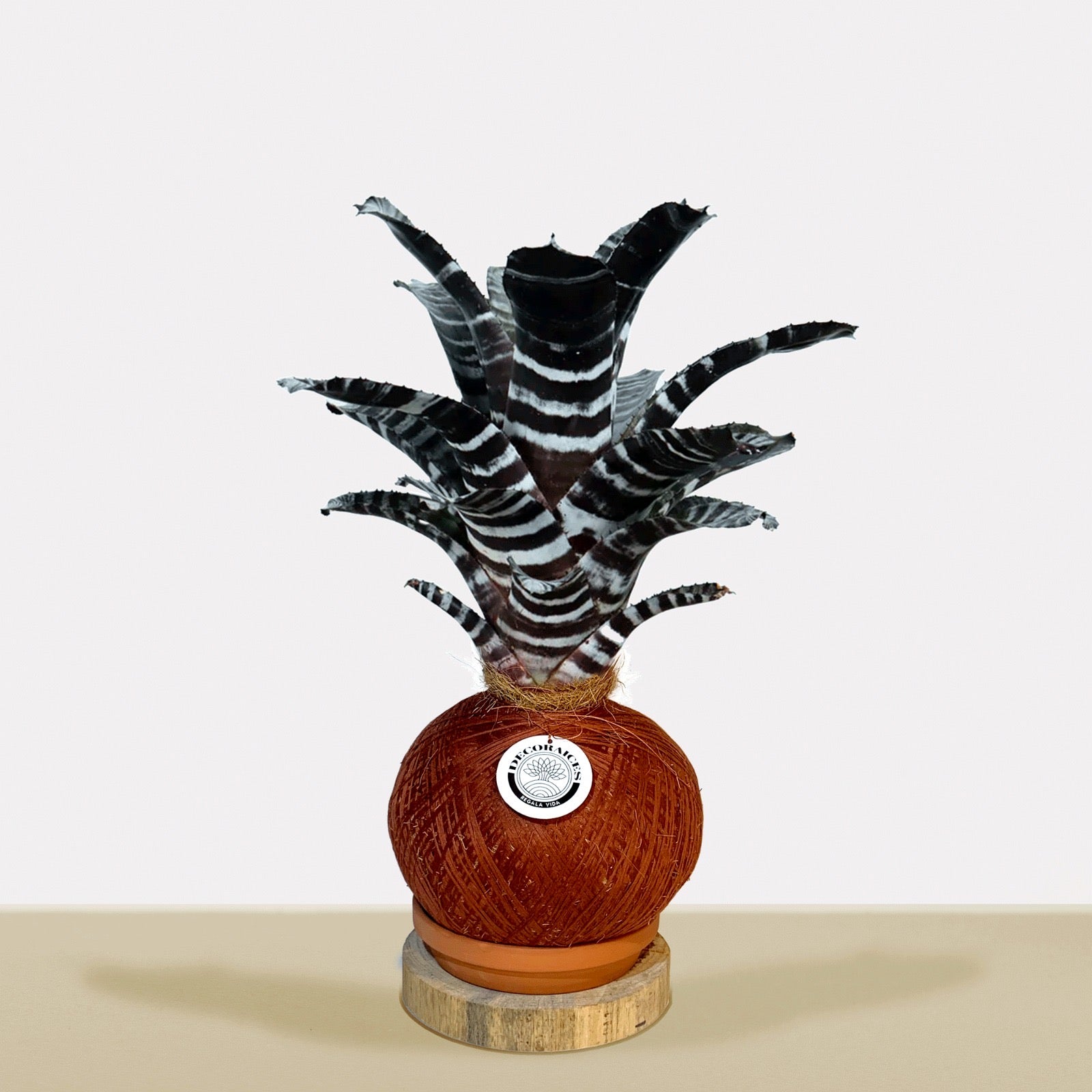 Koke Aech. Chanting var purple