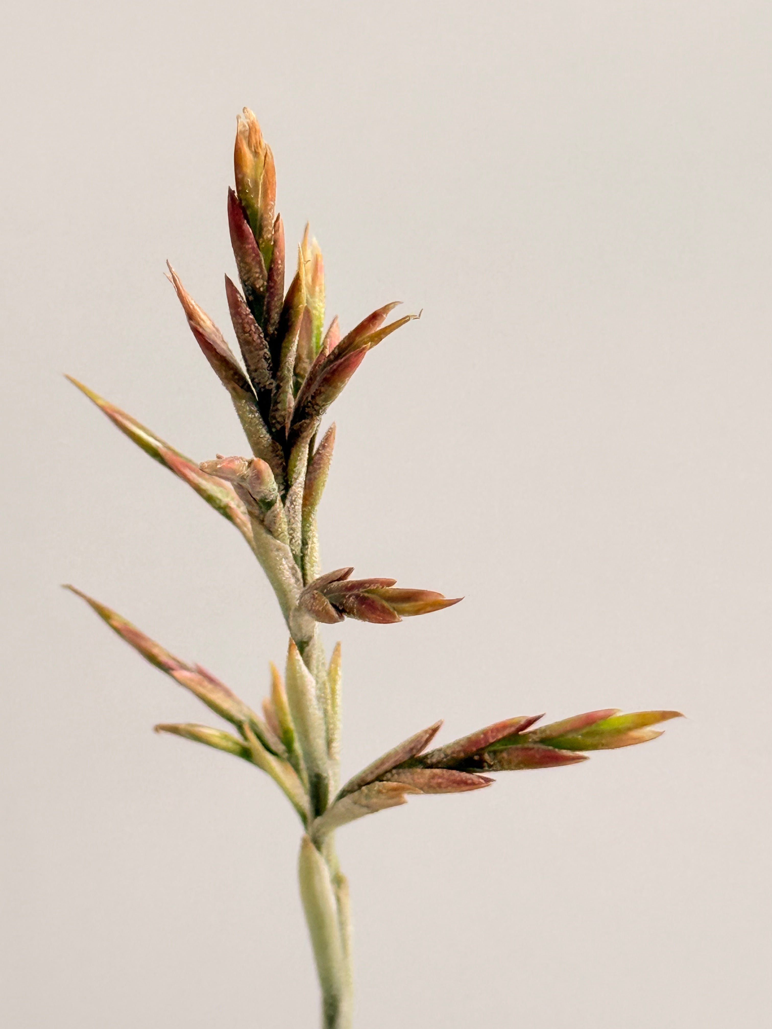 Tillandsia  Streptocarpa