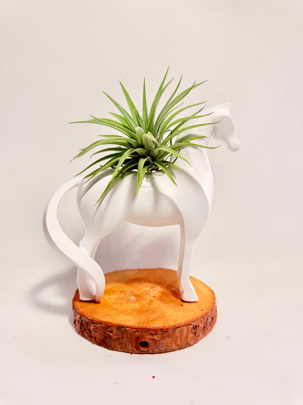 Caballo del éxito + planta