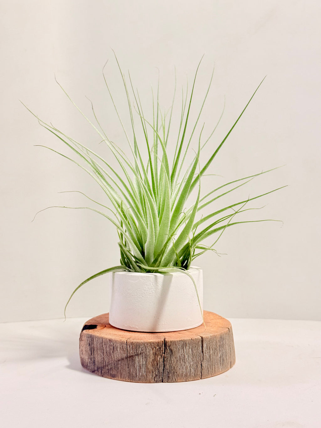 Tillandsia gardneri + espiral + madera + fertilizante