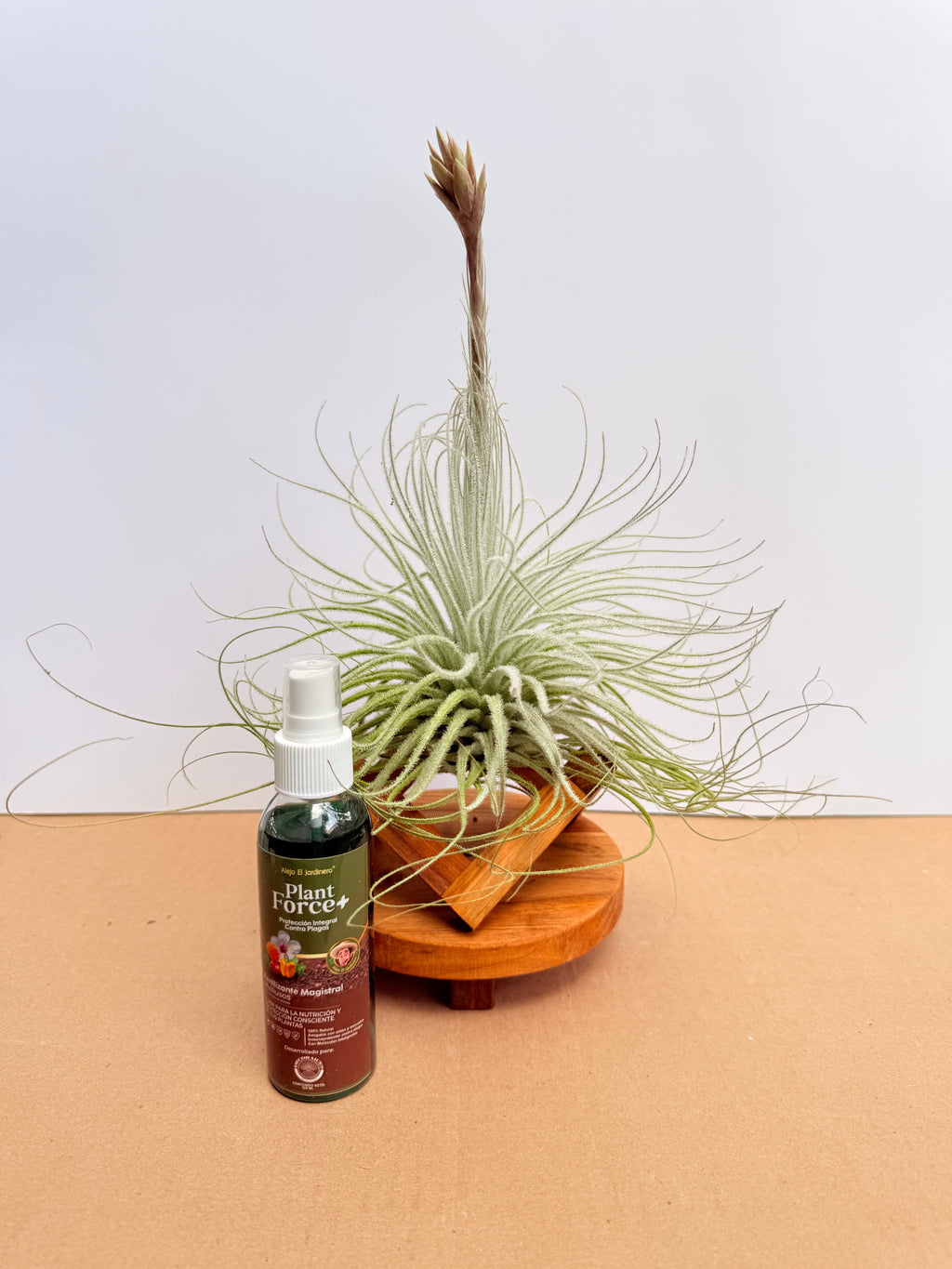 Kit Till. Tectorum + plant force + base madera teca