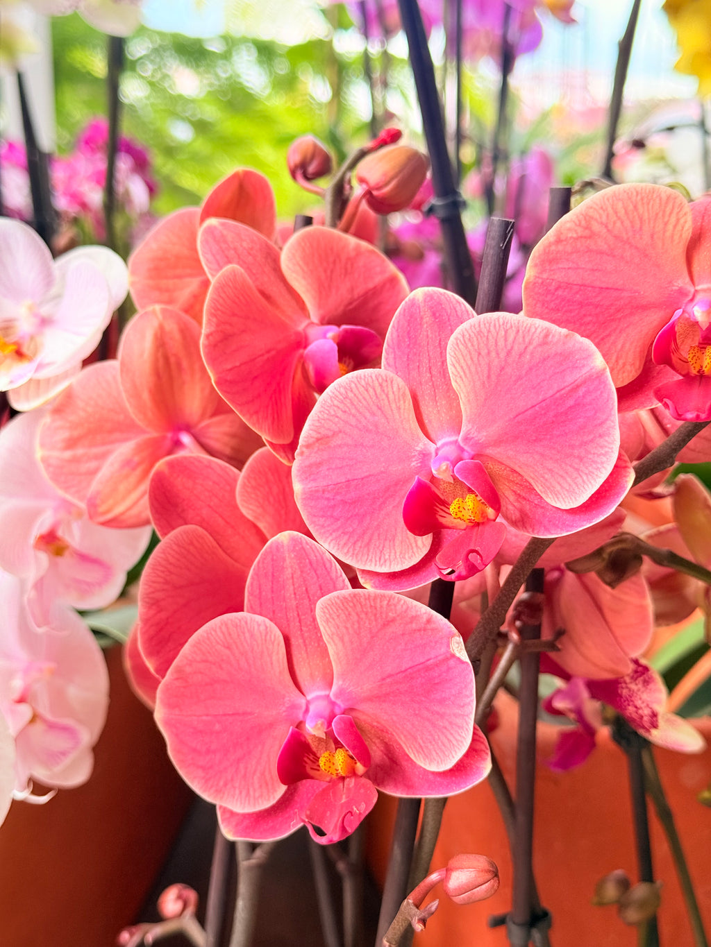 Kokedama Orquídea Premium Rosa 2V