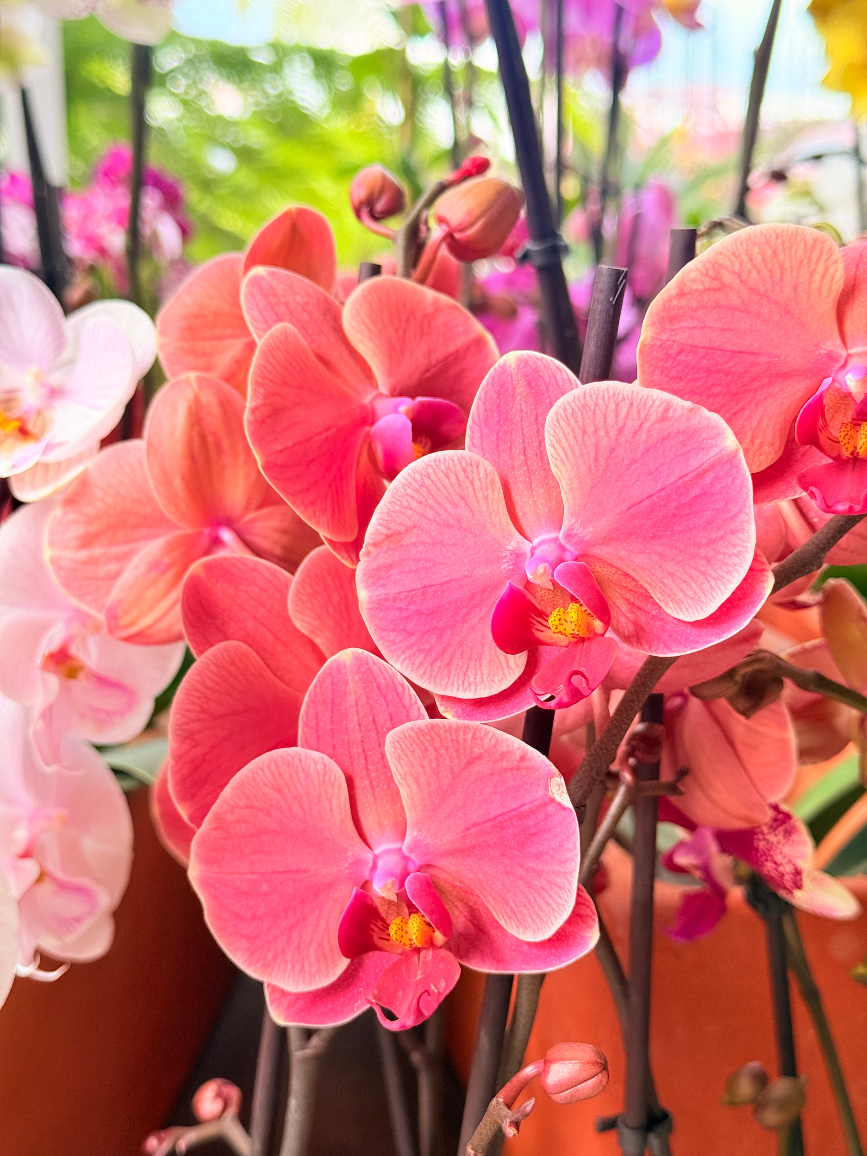 Kokedama Orquídea Premium Rosa 2V