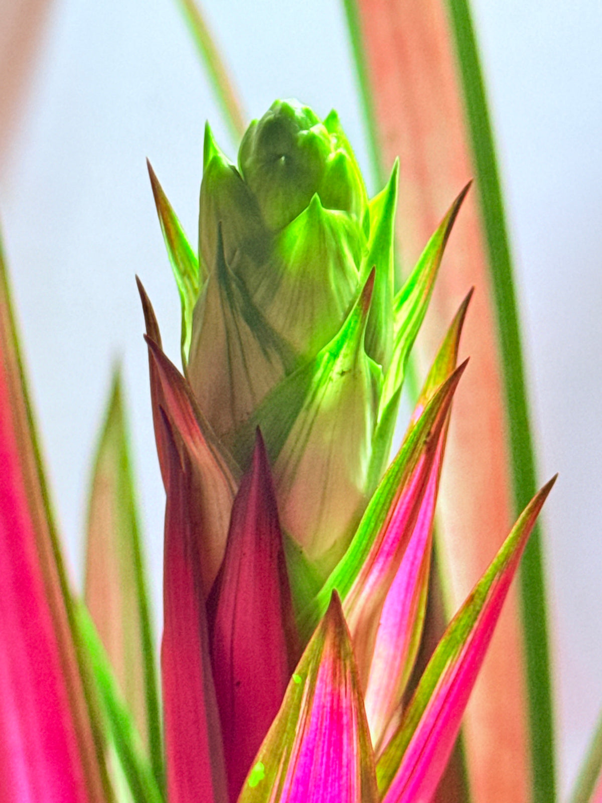 kokedama Bromeliad Guzm. Moroobe