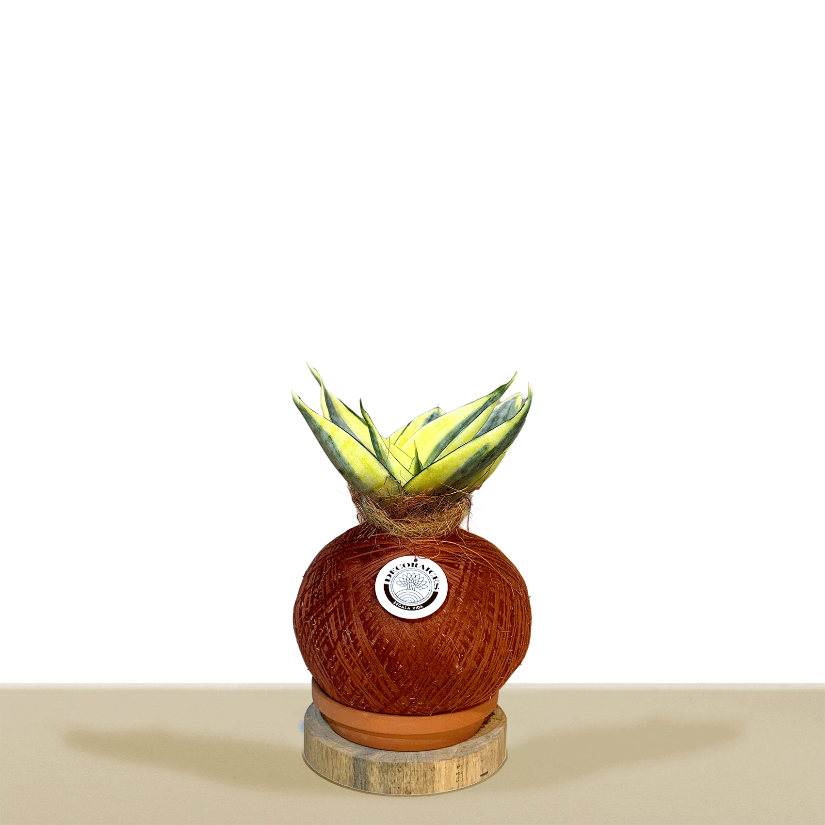 Koke Sansevieria Golden Hahnii