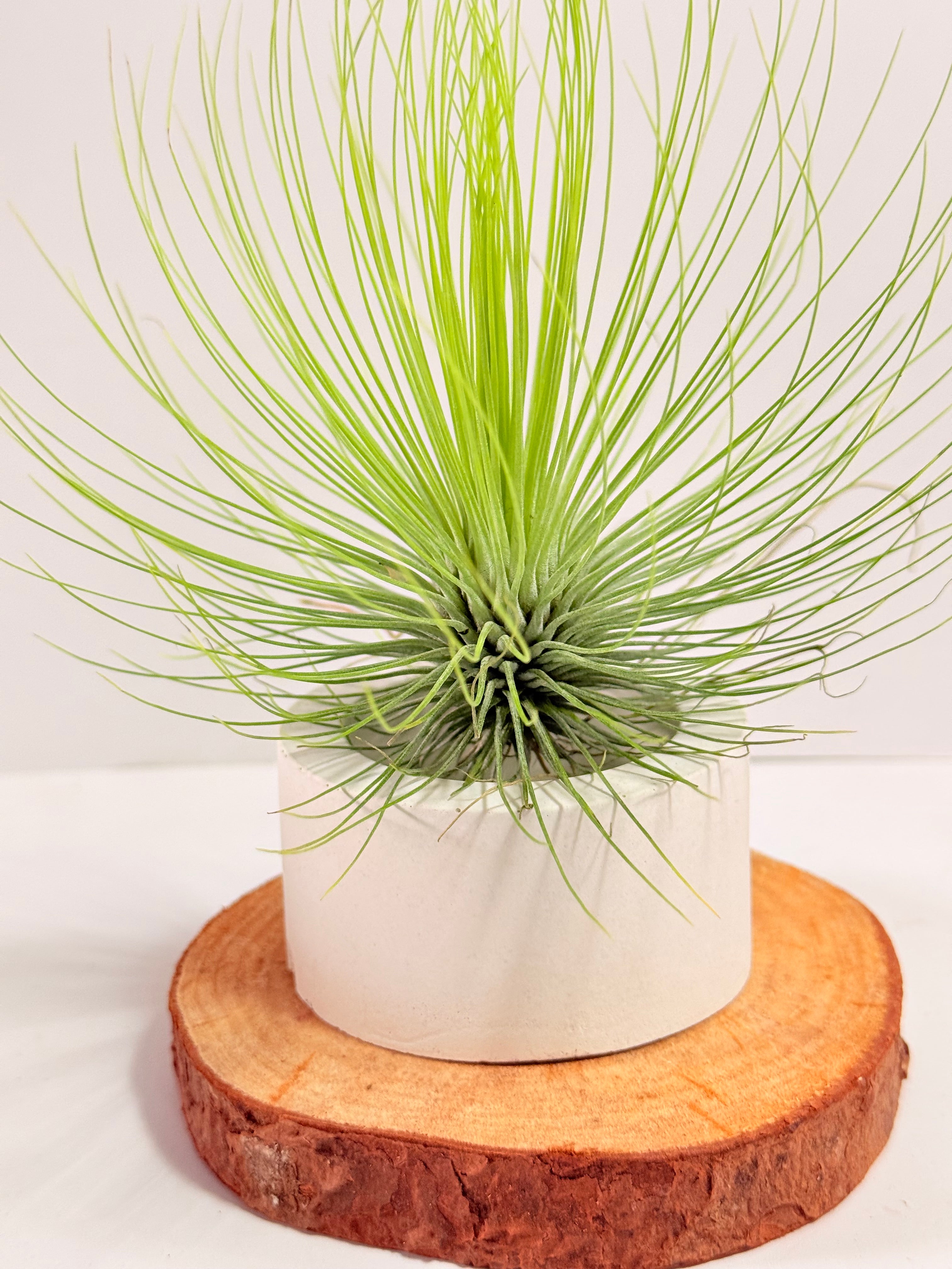 Tillandsia  Andreana M + matera