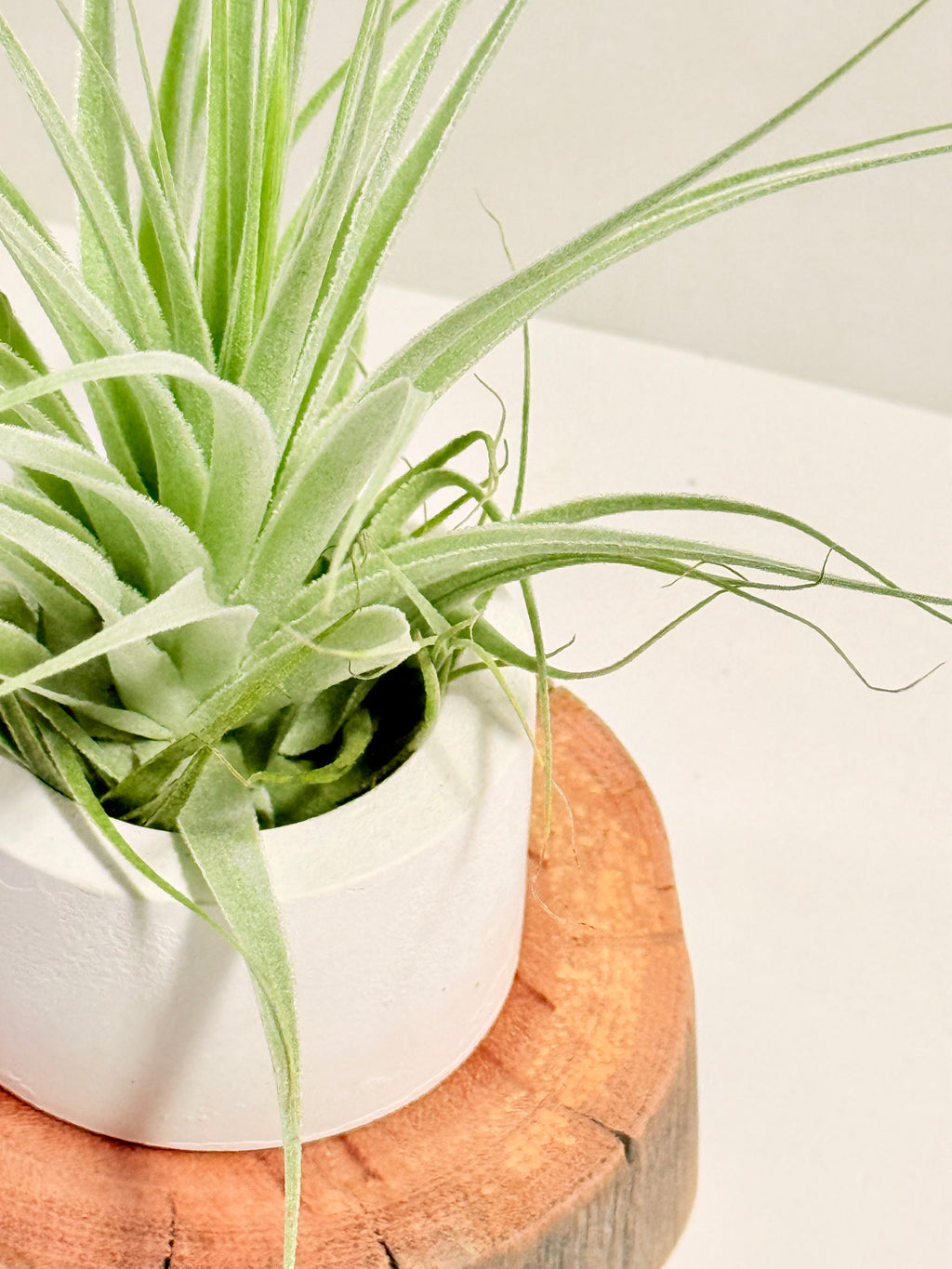 Tillandsia gardneri + espiral + madera + fertilizante