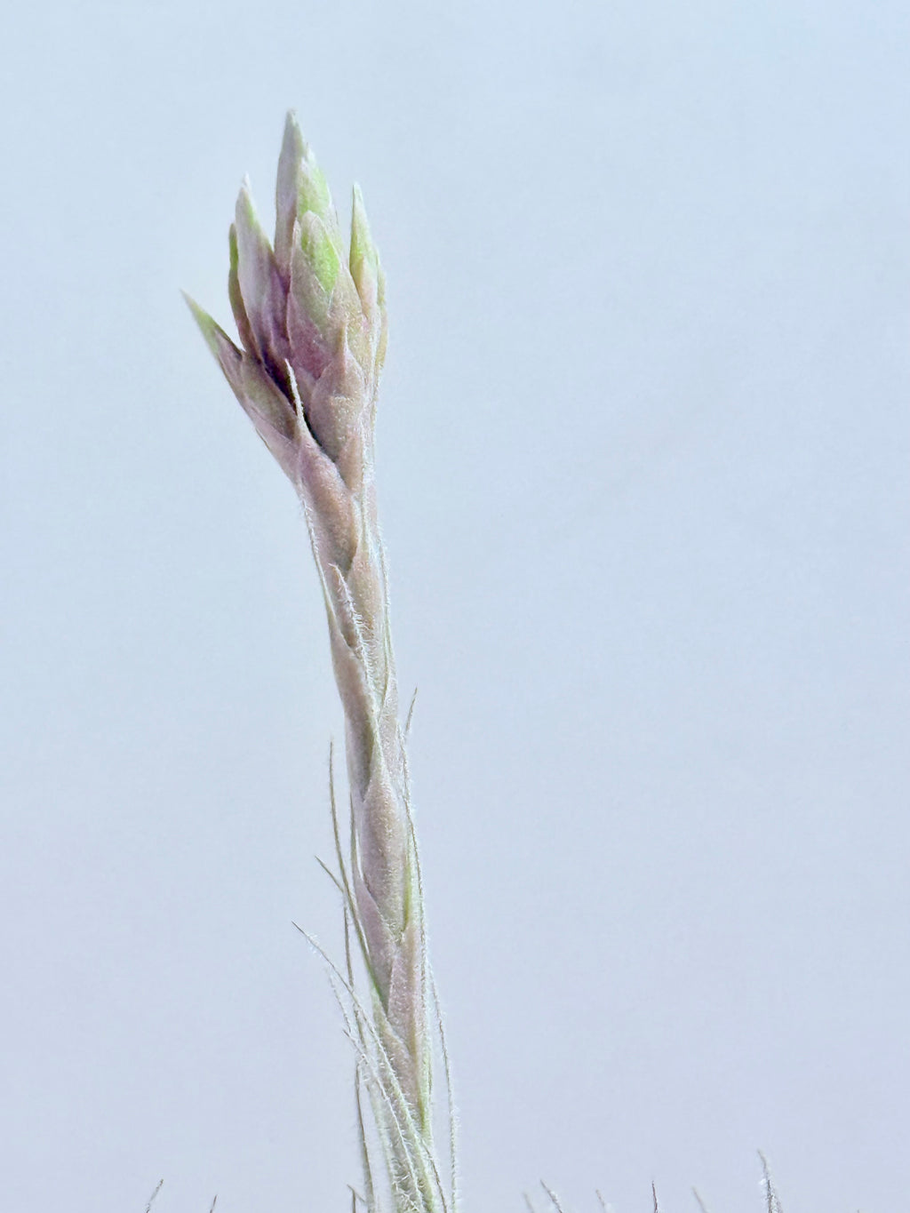 Tillandsia tectorum XL