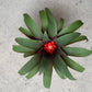 Koke. Bromelia Guzm. Priscila