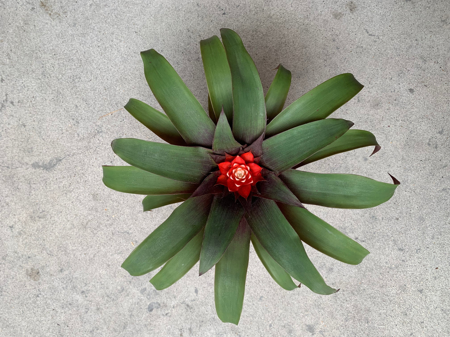 Koke. Bromelia Guzm. Priscila