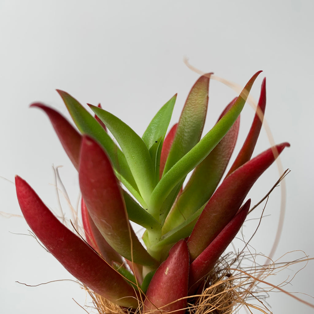 Koke succulent green red mini