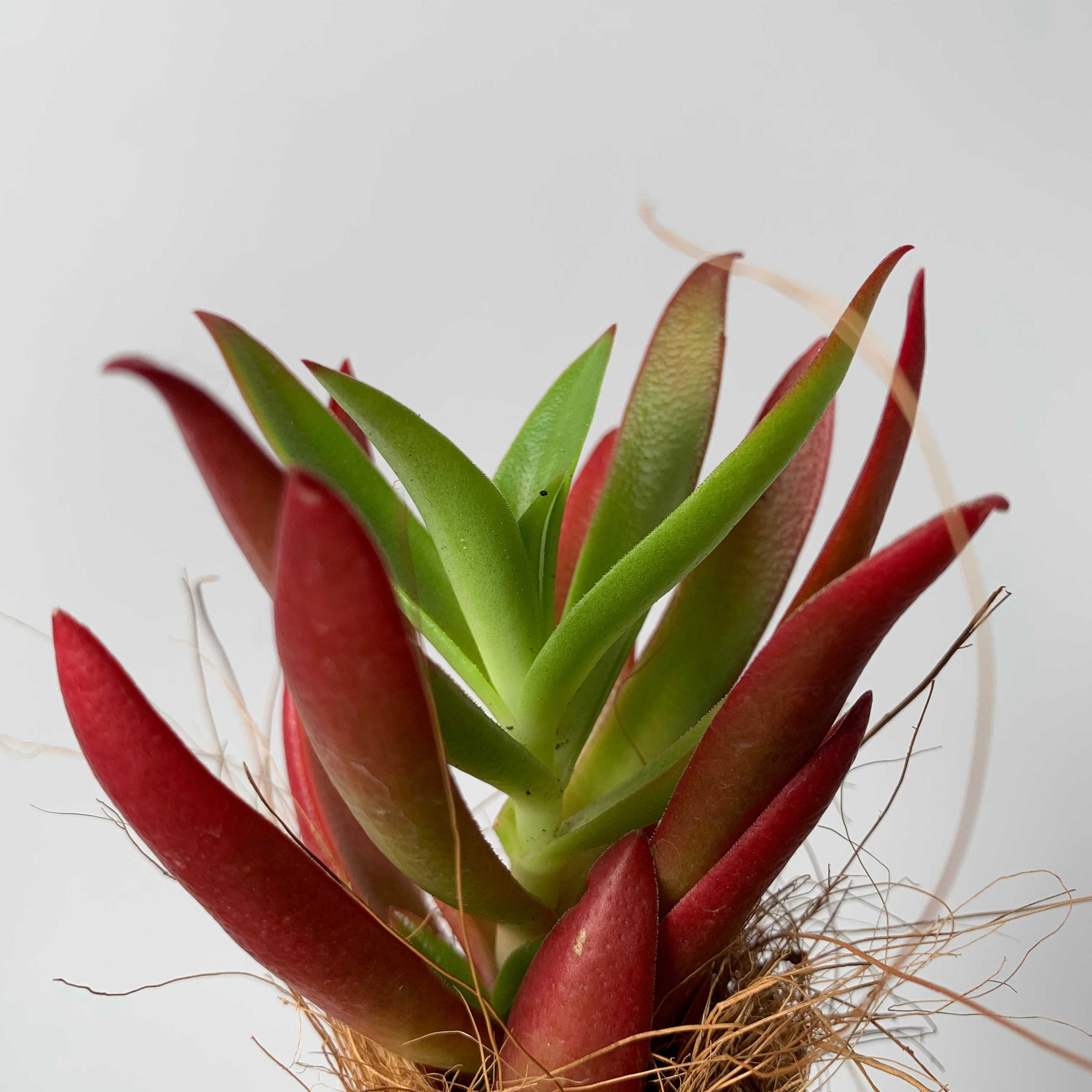 Koke succulent green red mini