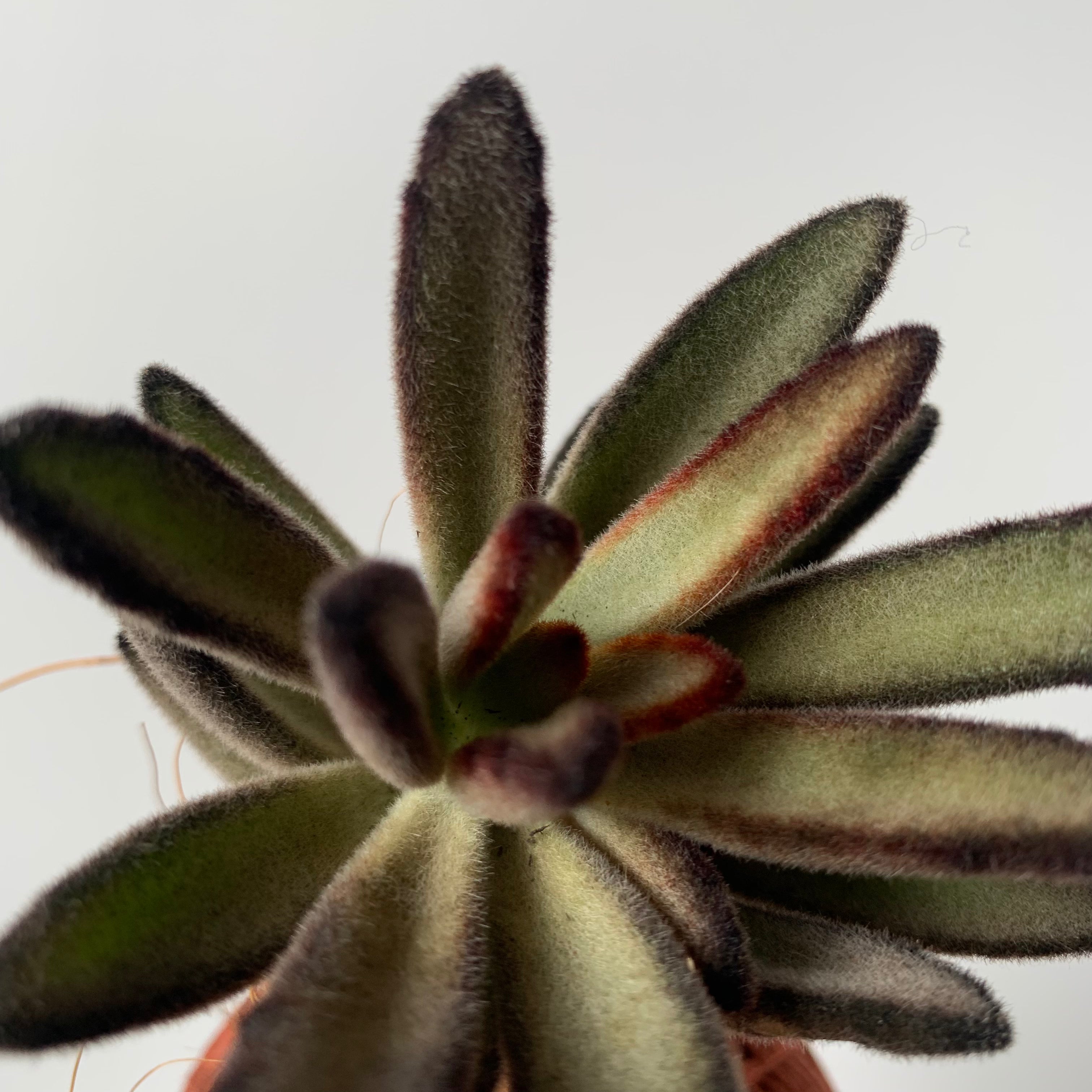Koke succulent mini rabbit ears