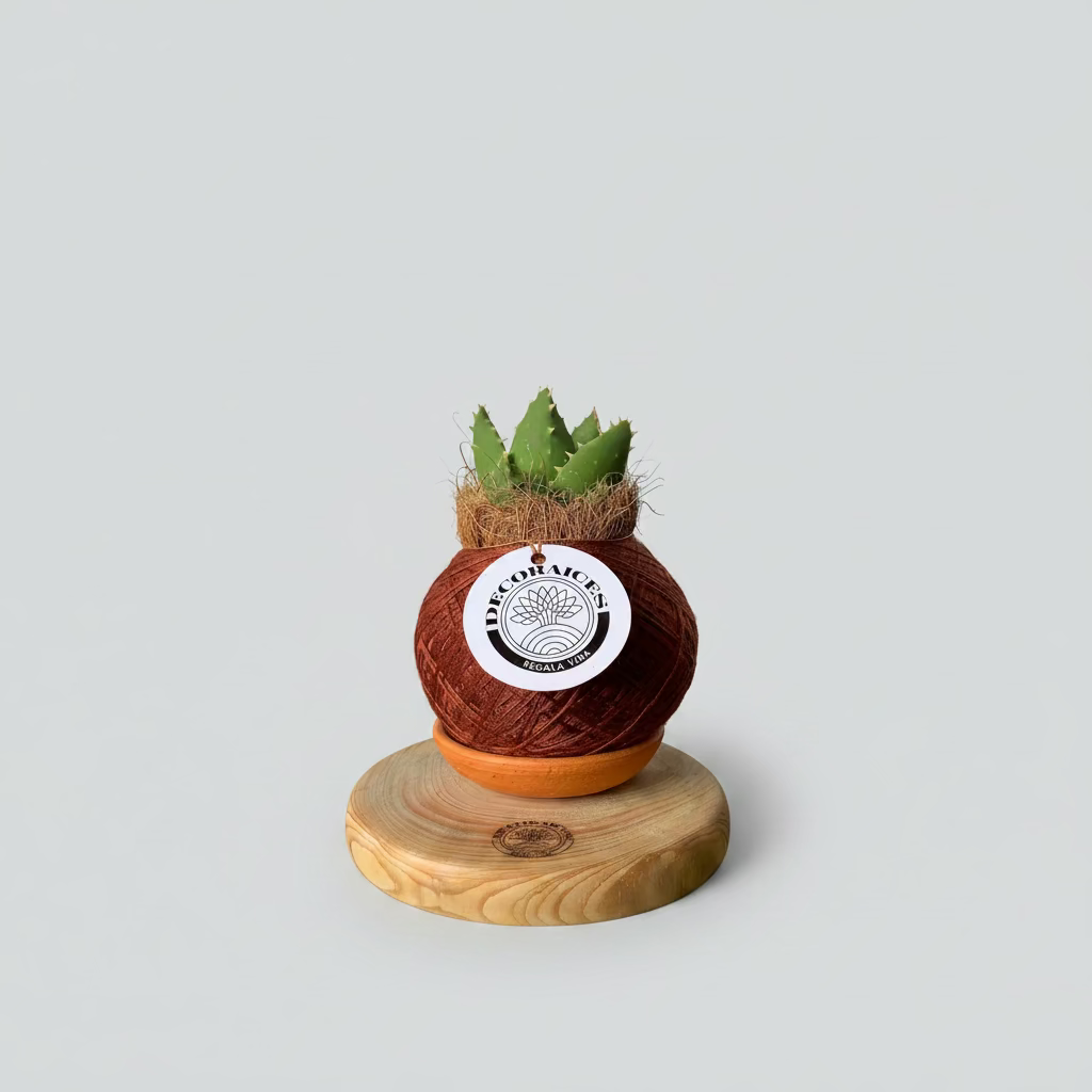 Koke aloe vera rock mini
