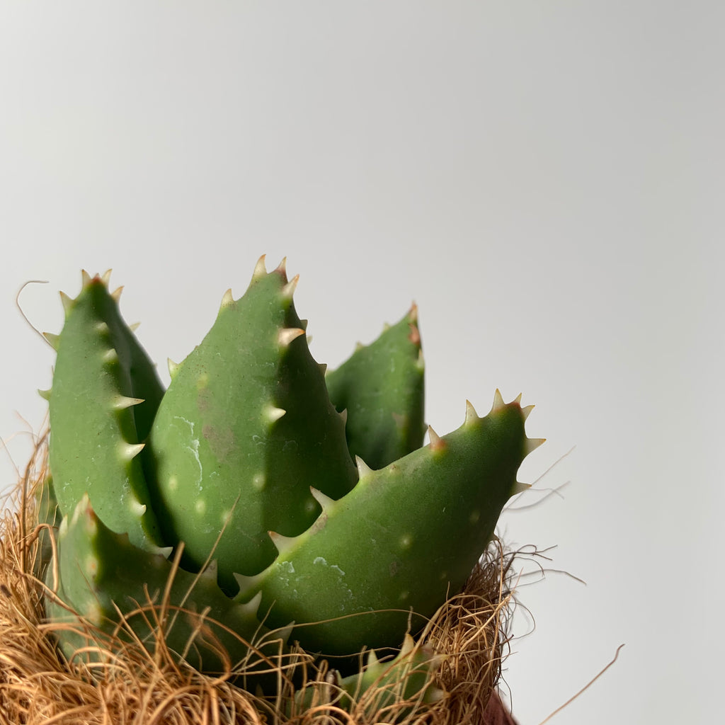 Koke aloe vera rock mini