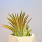 Till. Ionantha red