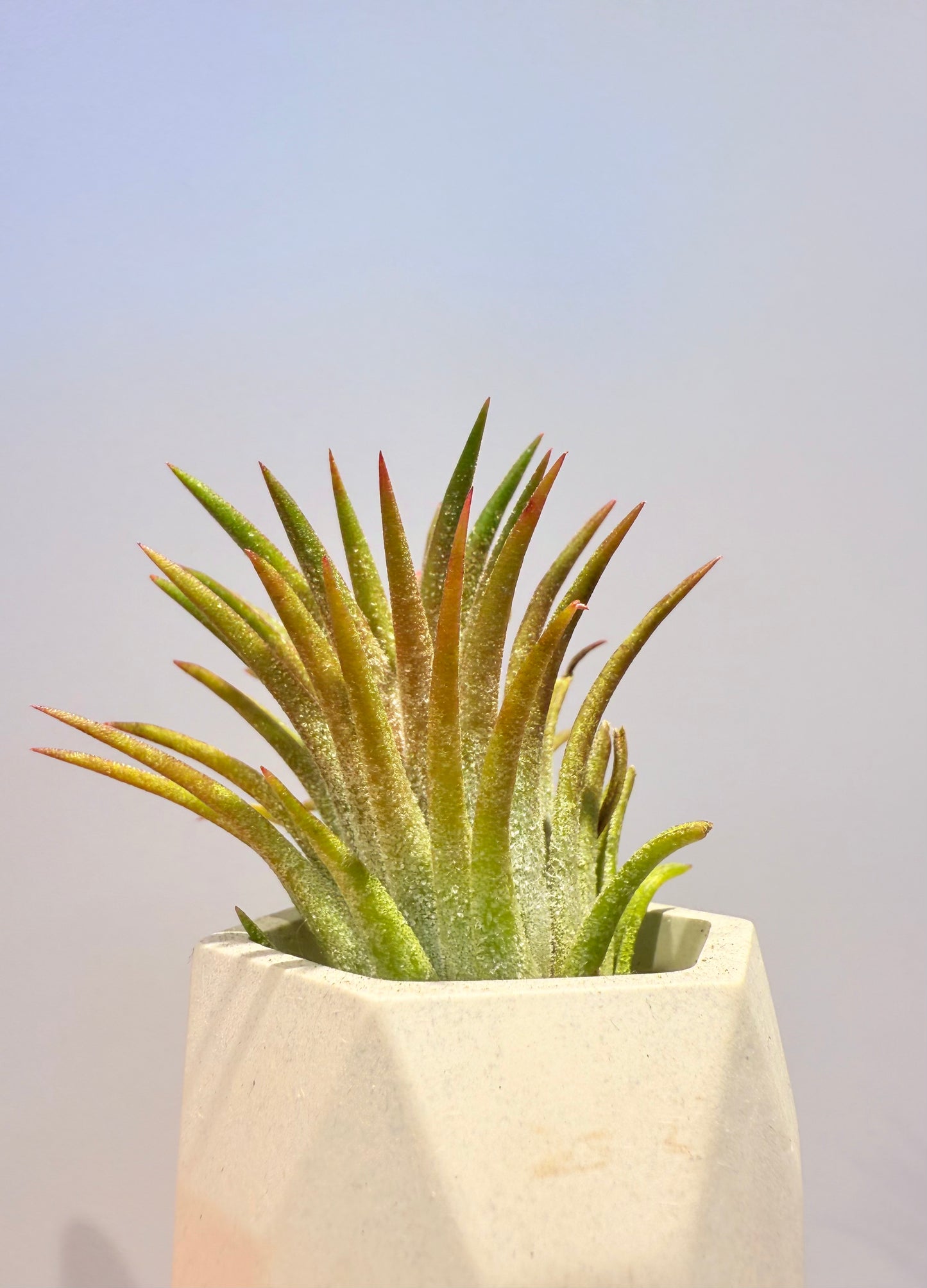 Till. Ionantha red