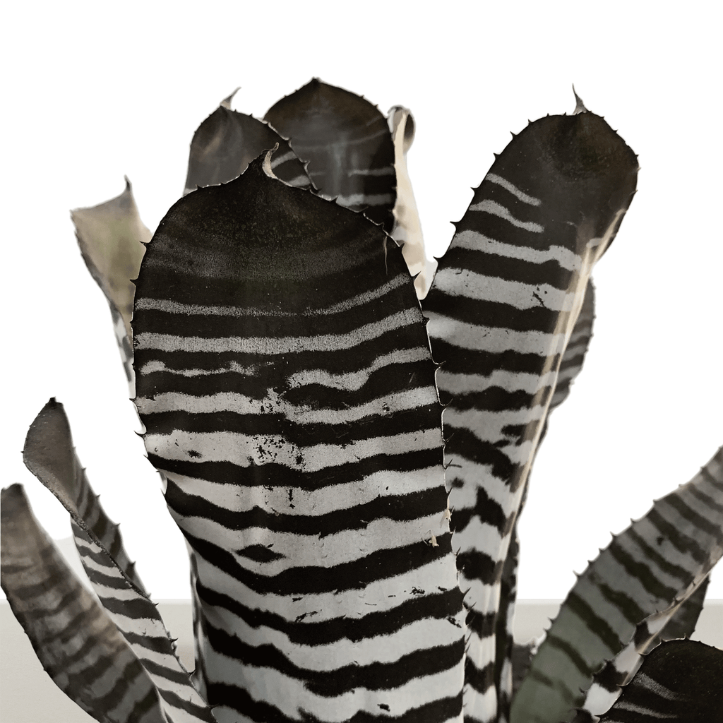 Kokedama Aech. chantinii var purple