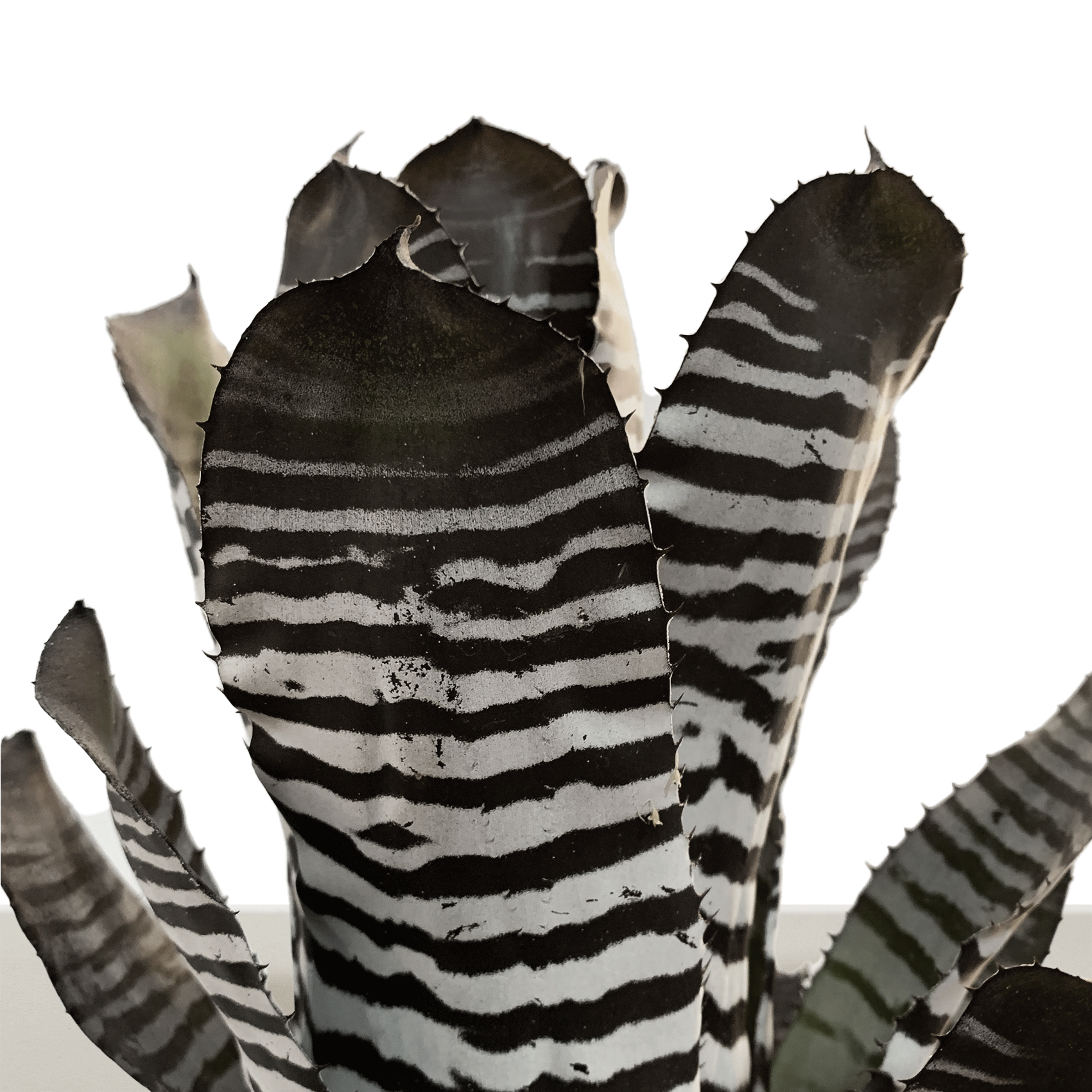 Kokedama Aech. chantinii var purple