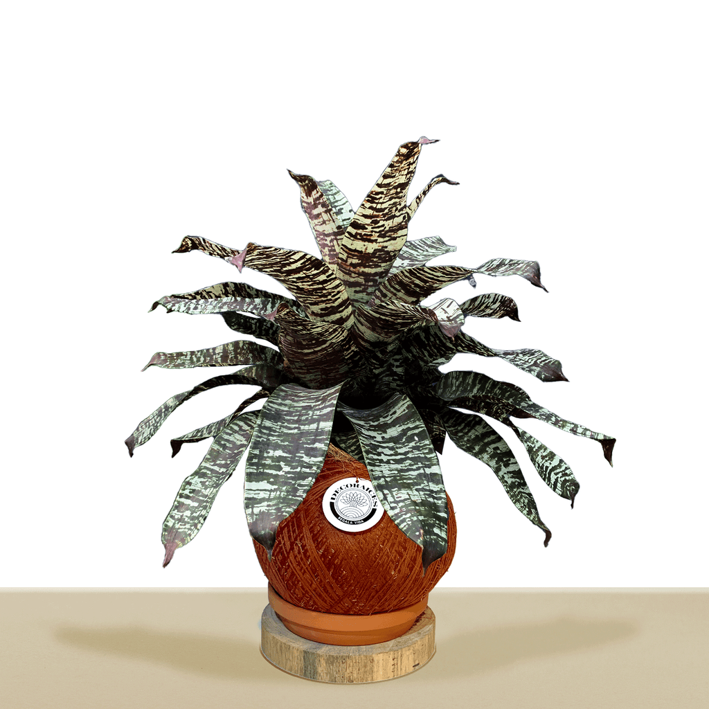 koke Bromelia Goud. ospinae var gruberi