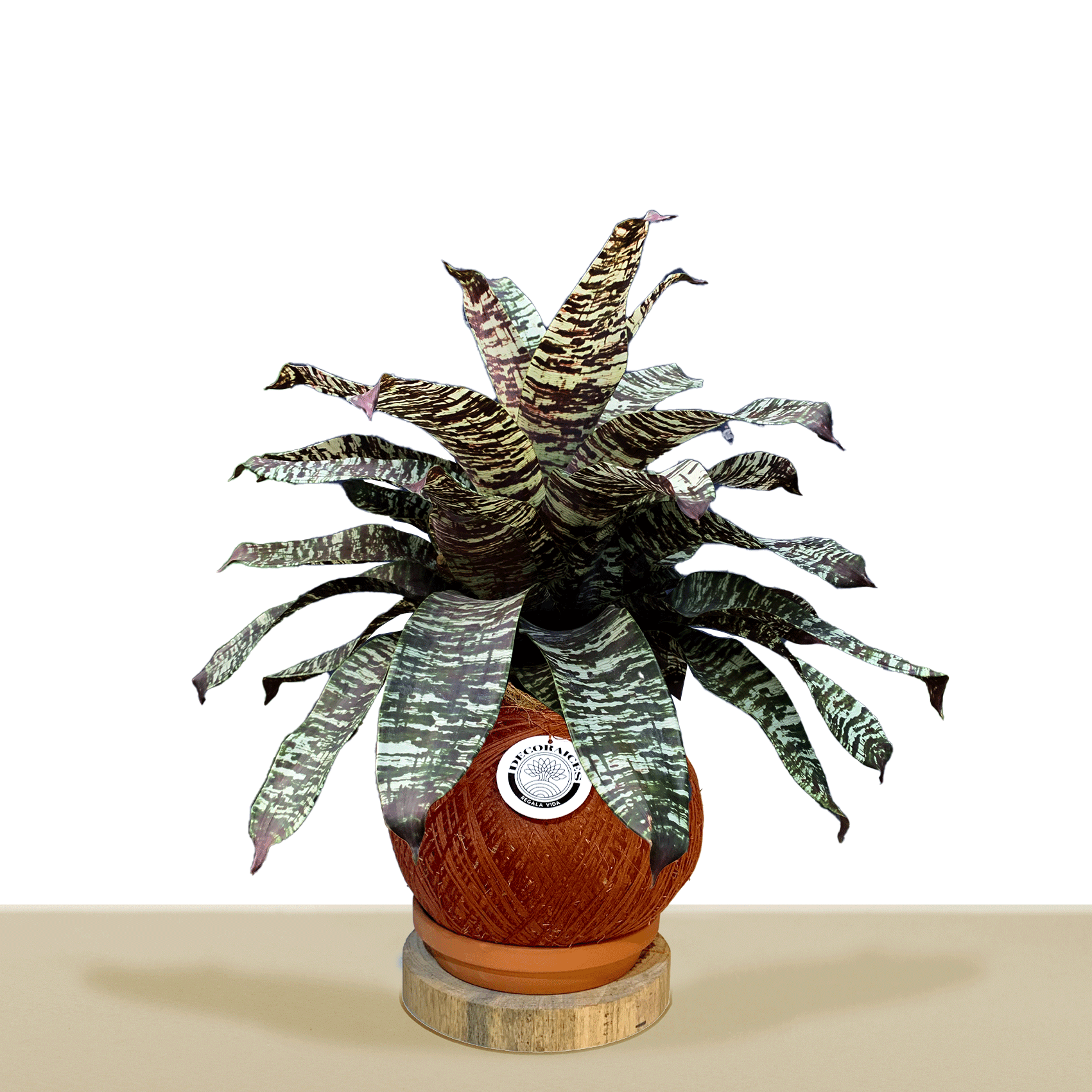 koke Bromelia Goud. ospinae var gruberi