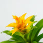 Koke Bromelia Diana