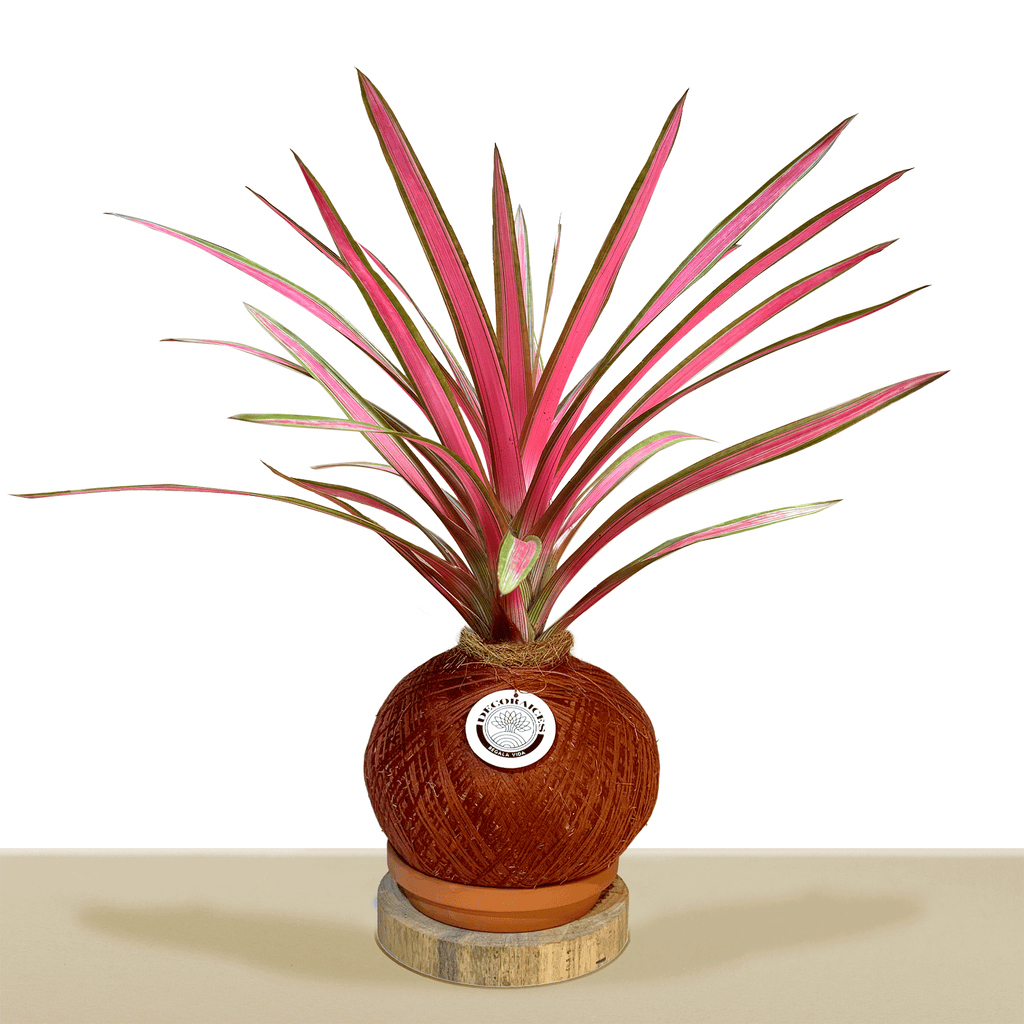 kokedama Bromelia Guzm. Moroobe