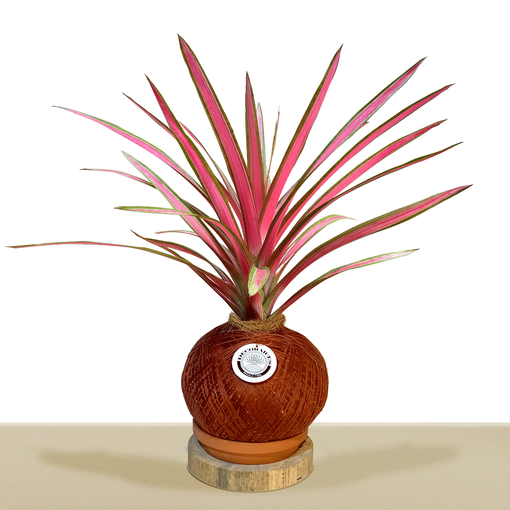 kokedama Bromelia Guzm. Moroobe