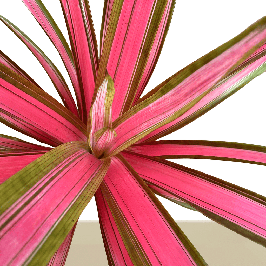 kokedama Bromelia Guzm. Moroobe