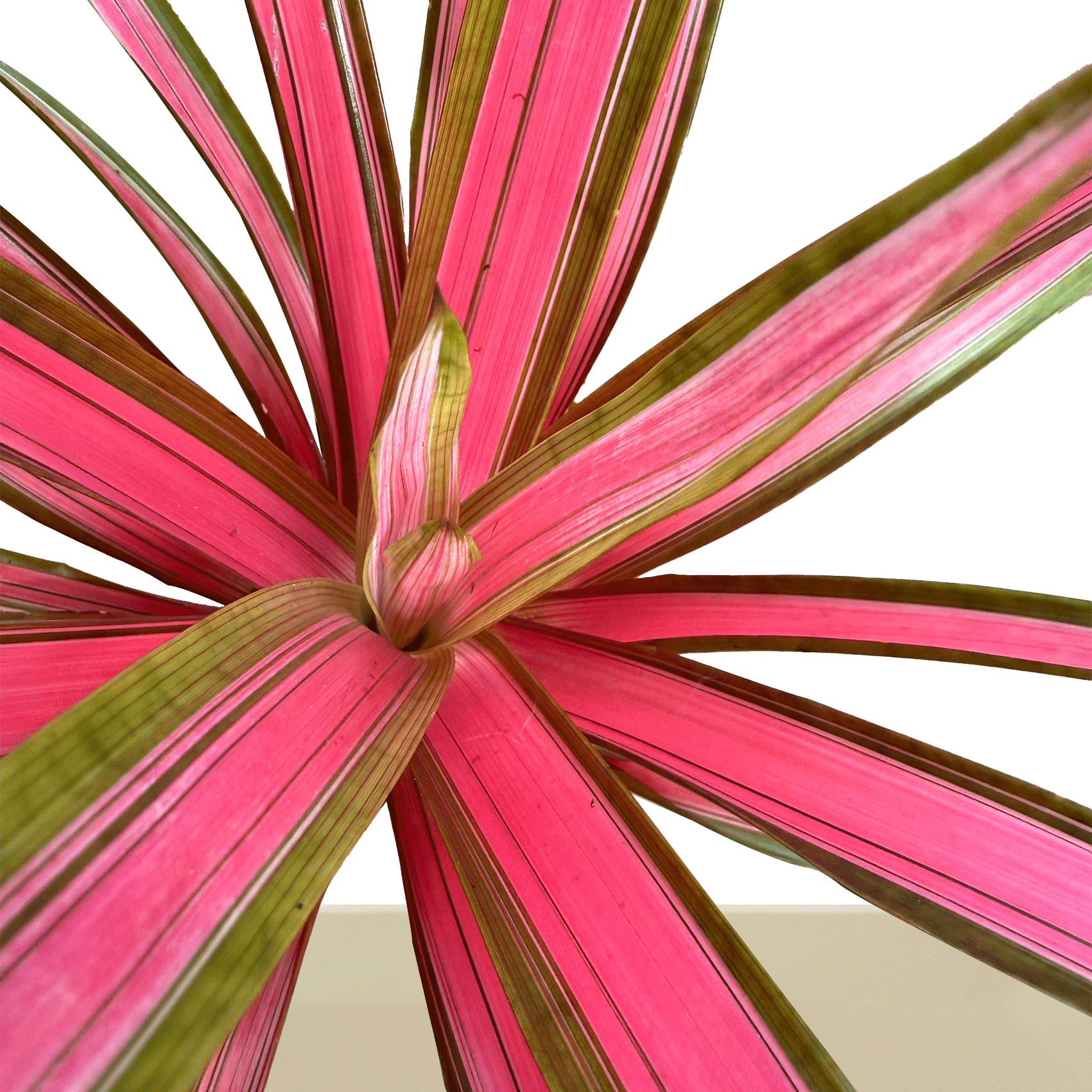 kokedama Bromelia Guzm. Moroobe