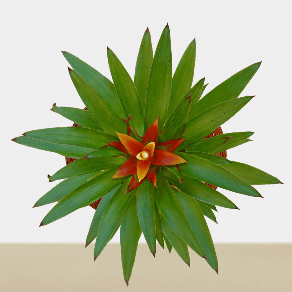 Koke Bromelia Guzm.Theresa