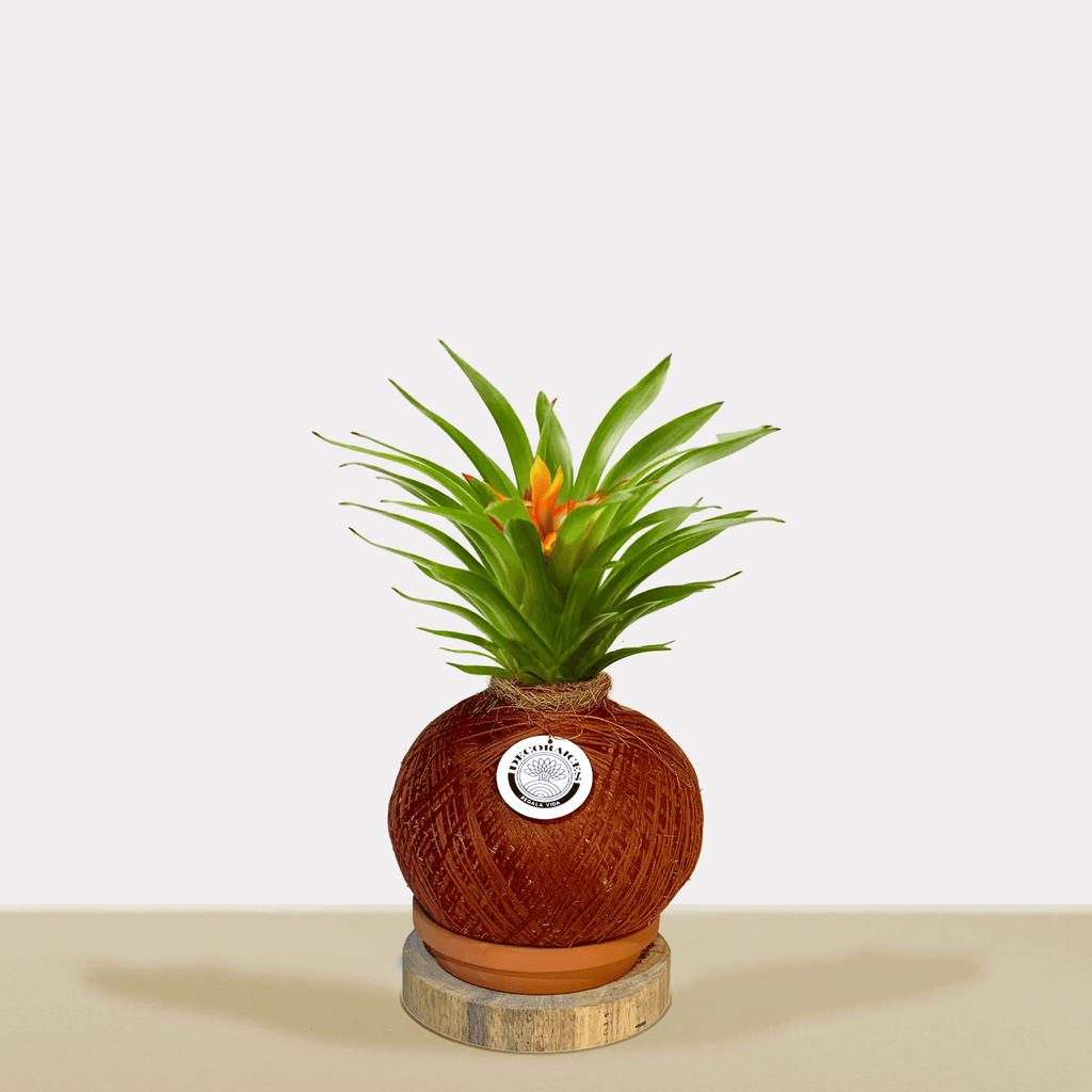 Koke Bromelia Guzm.Theresa