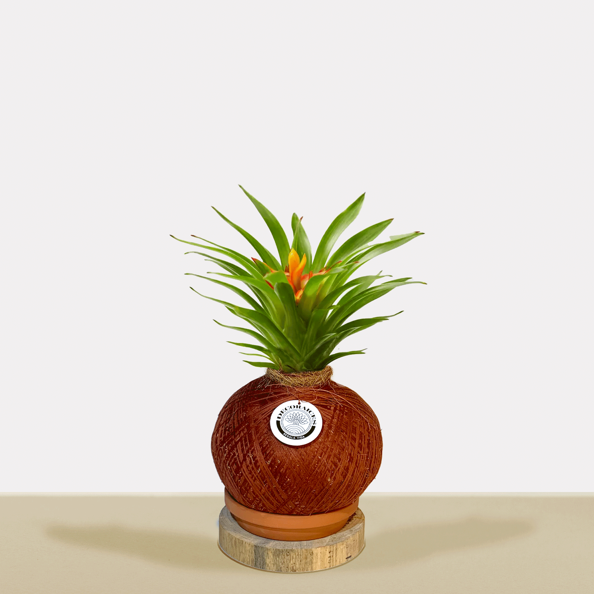 Koke Bromelia Guzm.Theresa