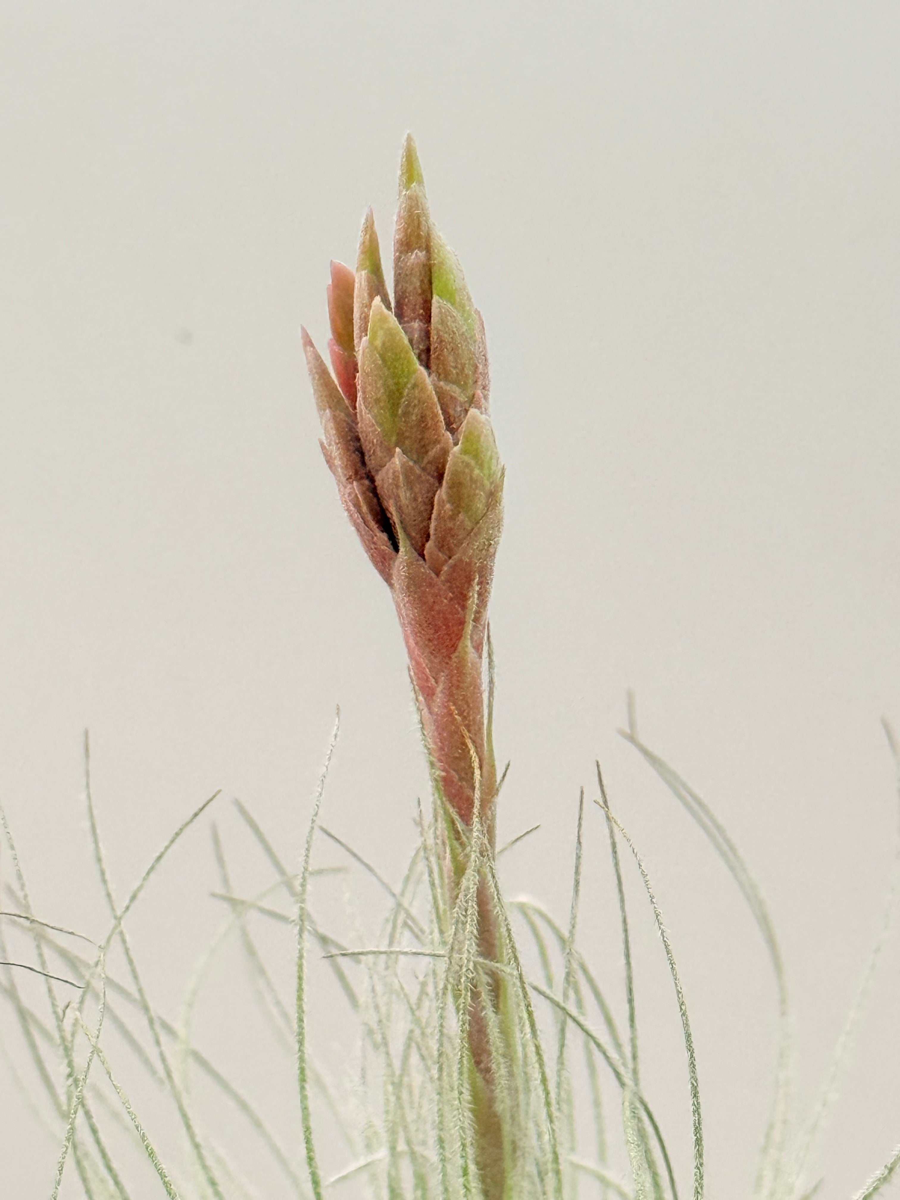 Tillandsia  Tectorum