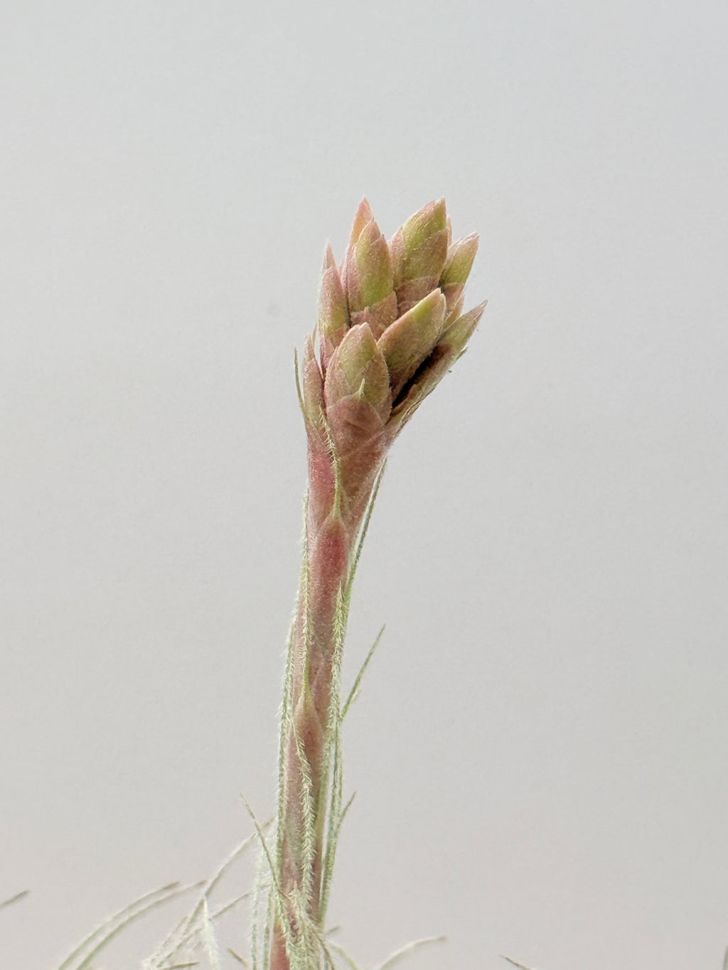 Tillandsia  Tectorum