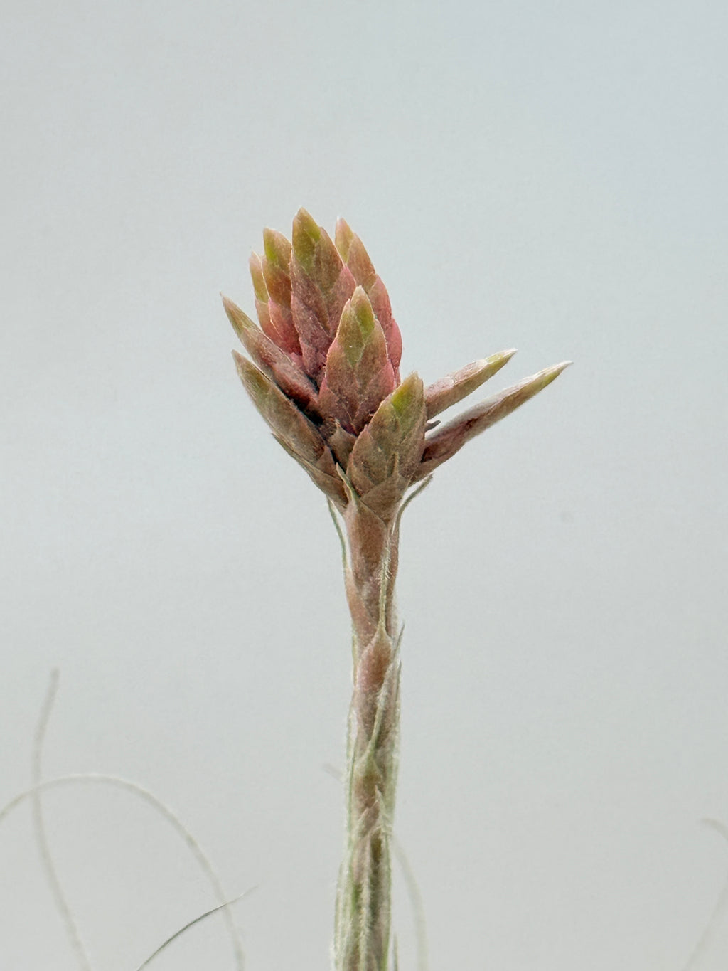 Tillandsia  Tectorum