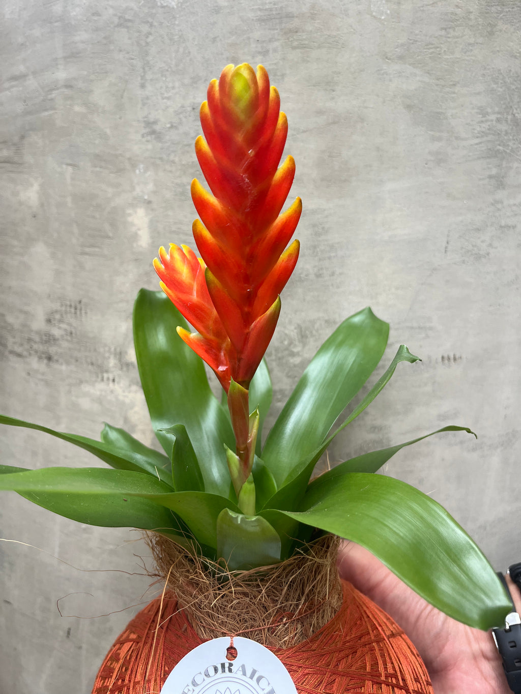 kokedama Vrie. Sparkle M