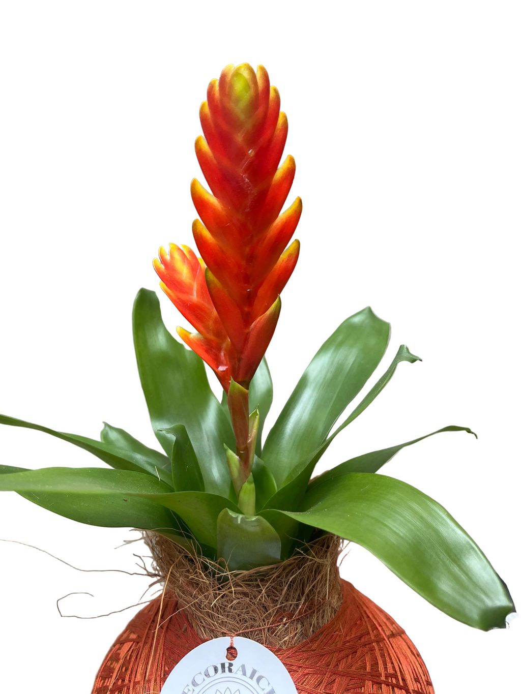 Kokedama Vrie. Sparkle M
