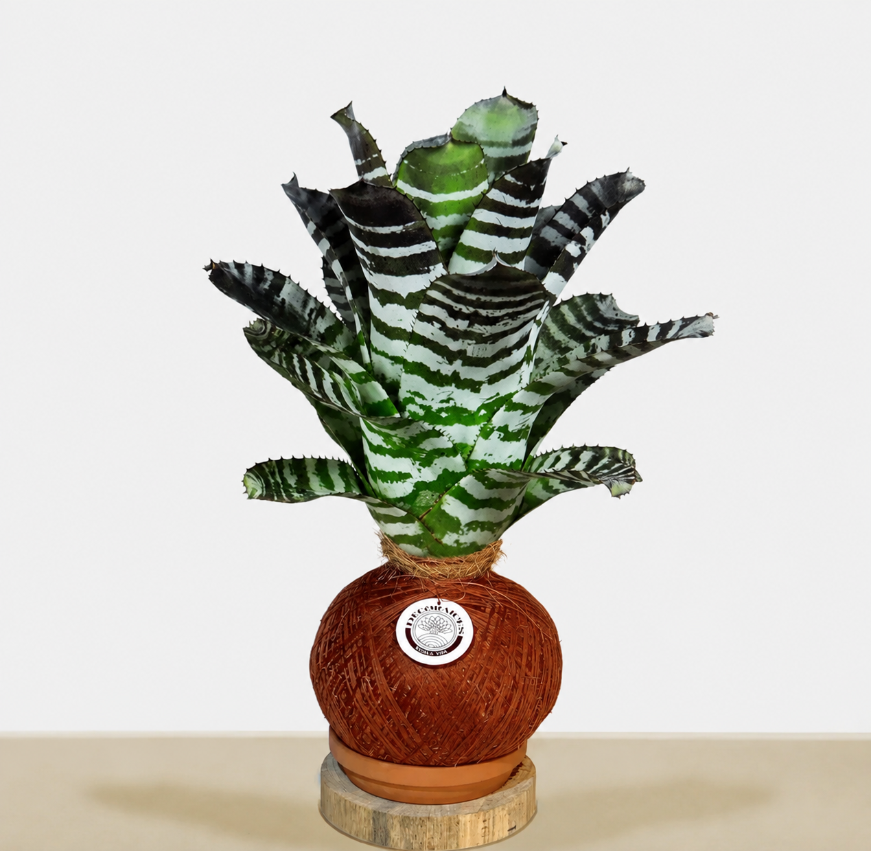 Kokedama Aech. Chanting green