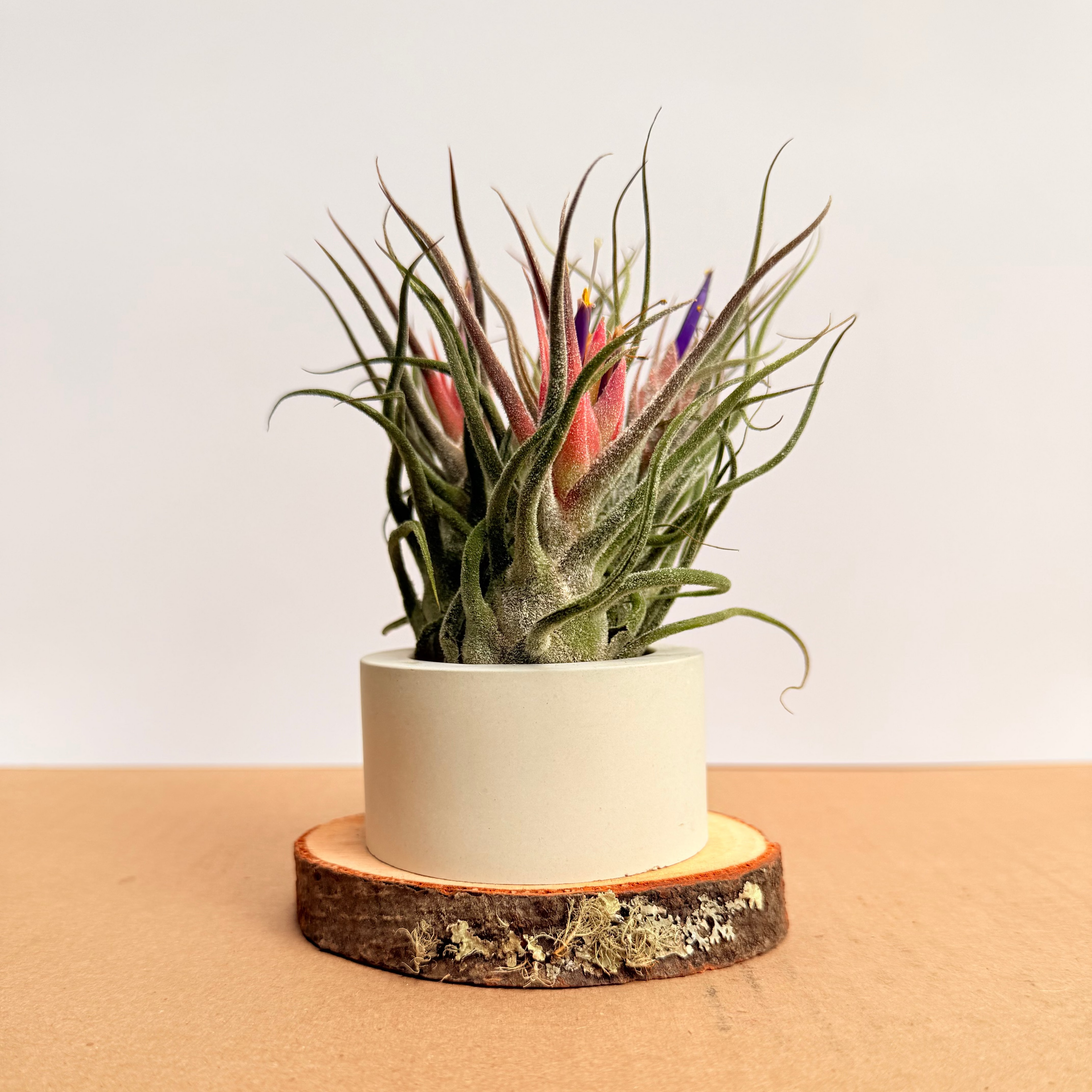 Tillandsia  Guatemala arreglo + matera